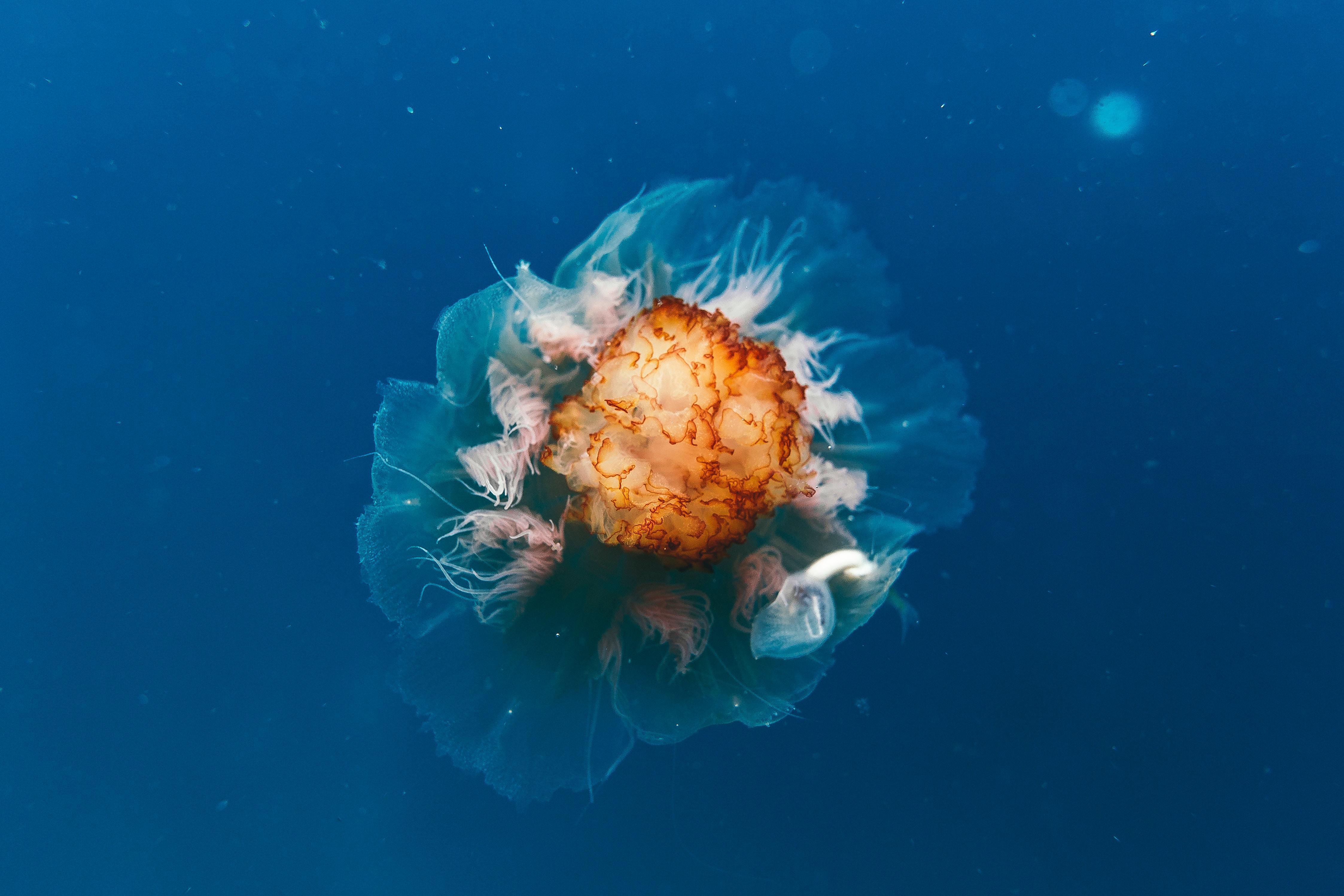 4493x2995 #water, #jellyfish, #wildlife, #abstract, #ocean