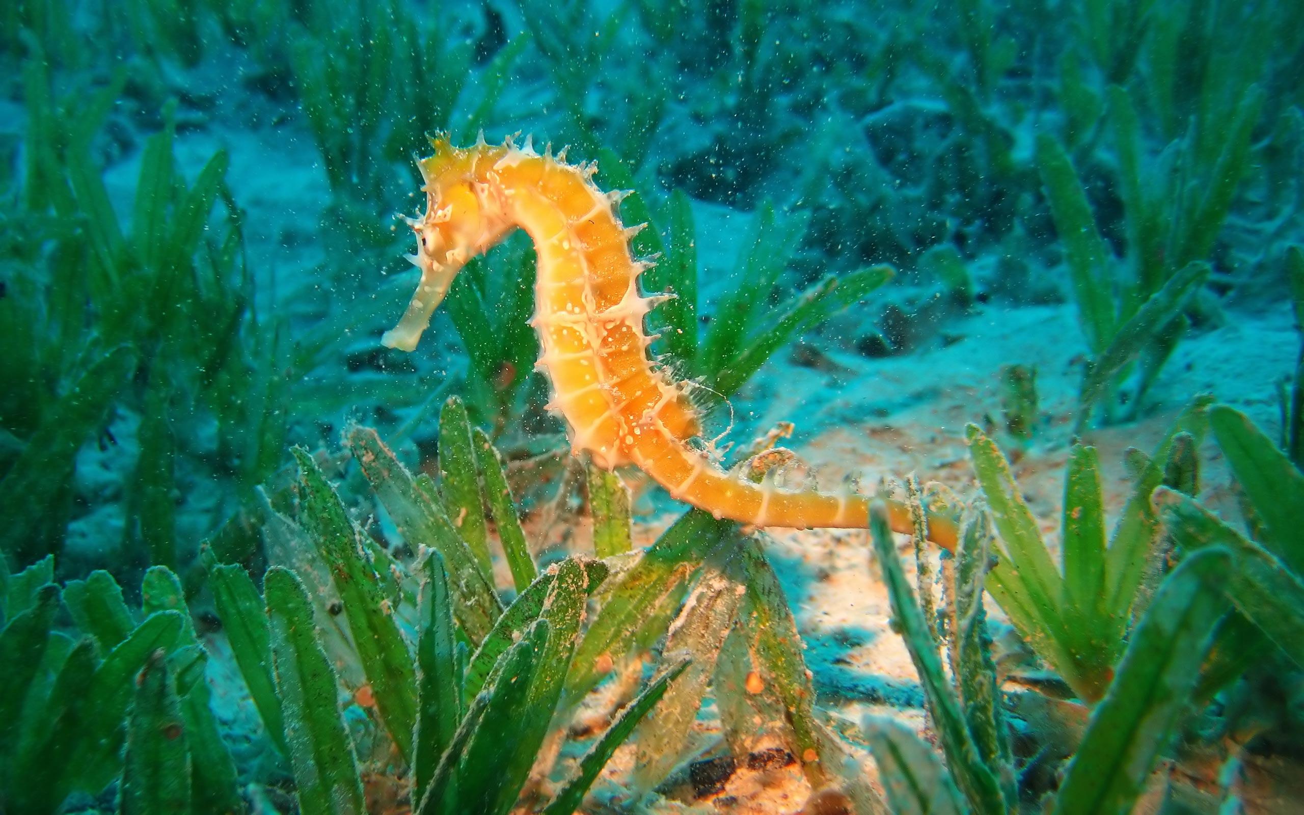 Animals Gallery Seahorse Hippocampus Underwater Life 469531