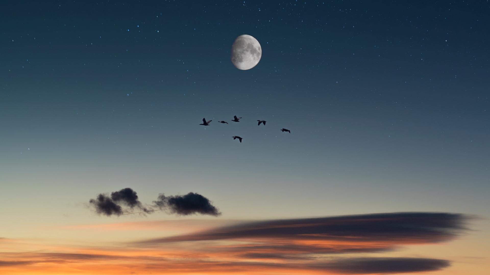 Download wallpaper 1920x1080 full moon, birds, desert, starry sky