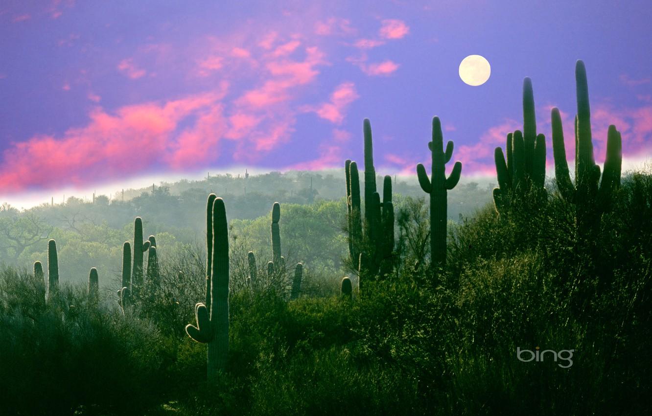 Wallpapers the moon, desert, AZ, USA, Saguaro, cactus night, Sonora image for desktop, section пейзажи