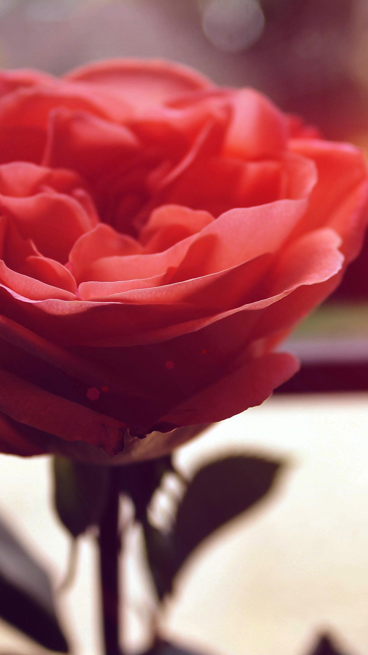 iPhone 6 wallpaper. rose flower nartue