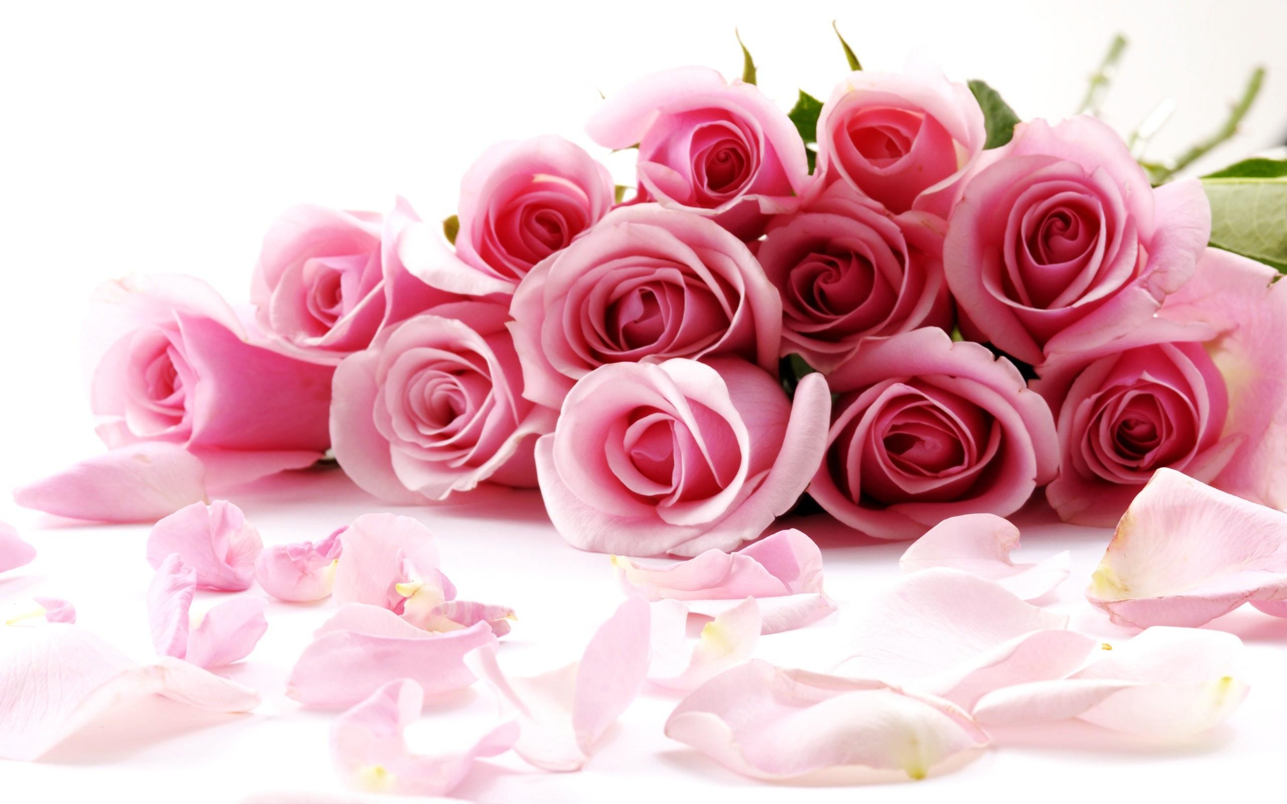 Pink Rose Flower Image Picture Desktop Wallpaper High Definition