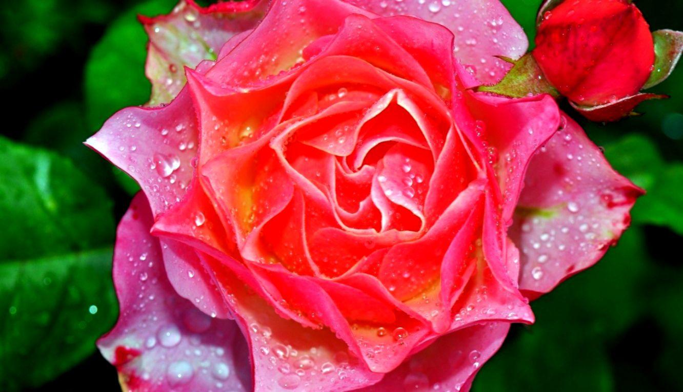 Wallpaper HD Nature Flower Rose HD