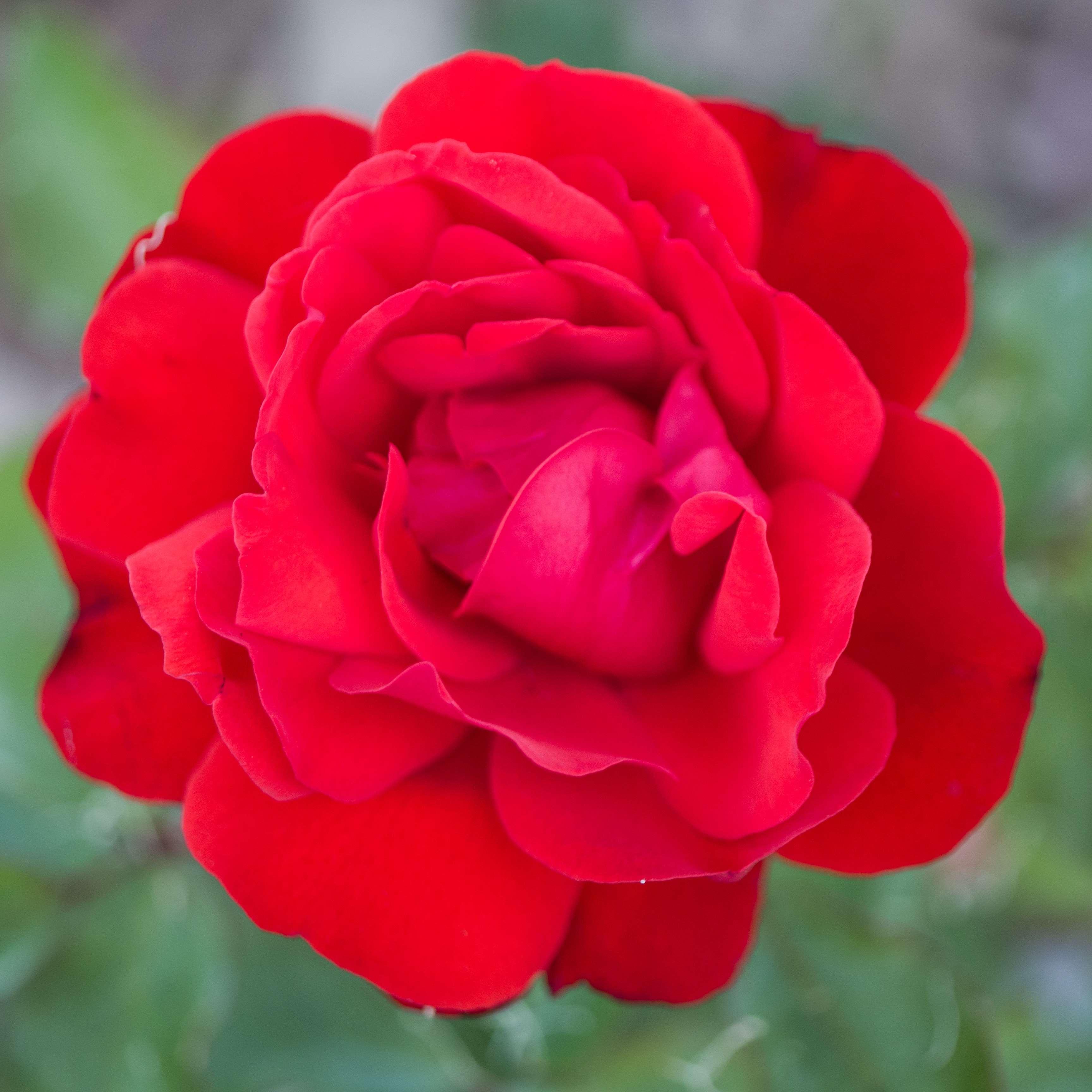 beautiful, closeup, flower, knockout rose, macro, macro
