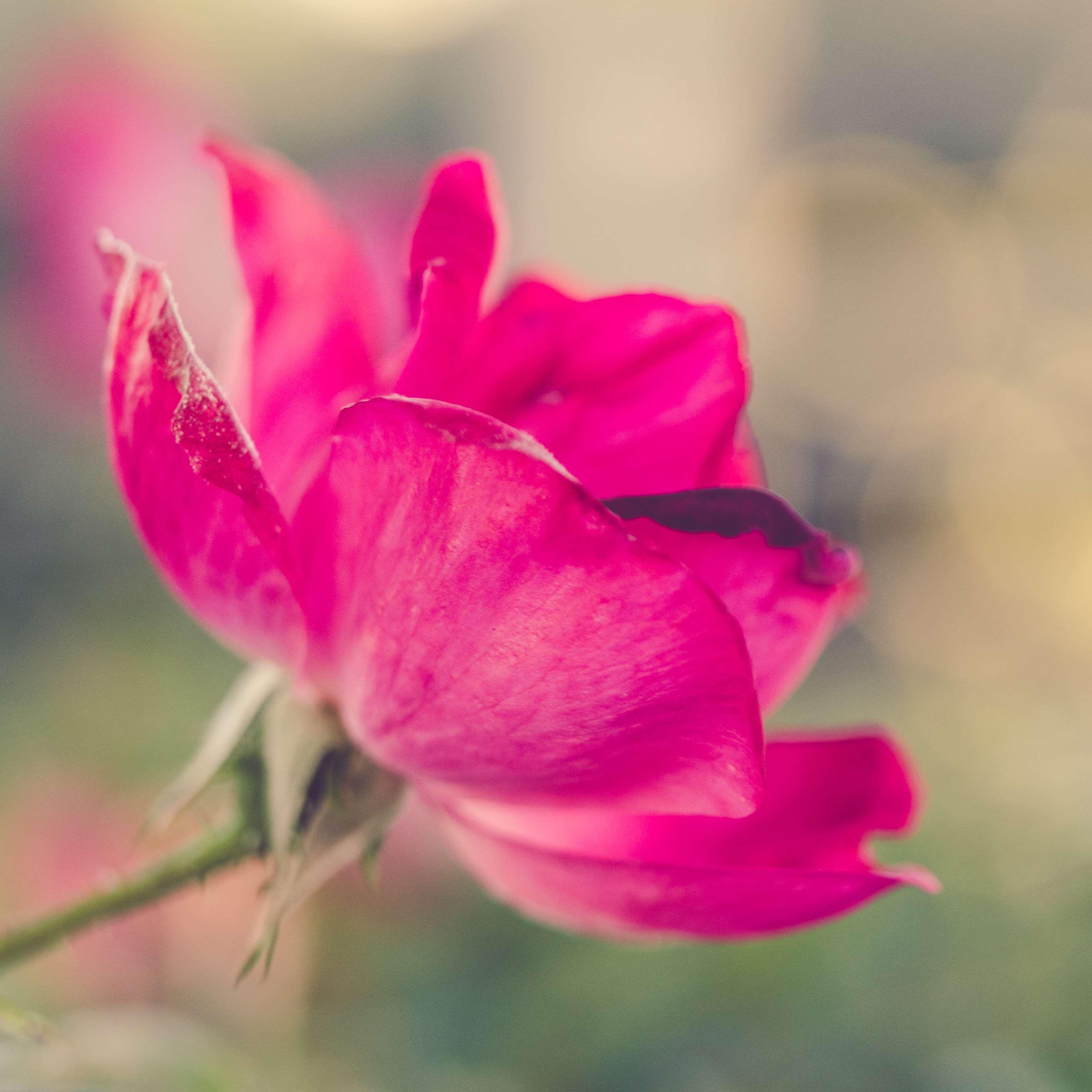 flower, intimant, knockout rose, nature, pink, pretty