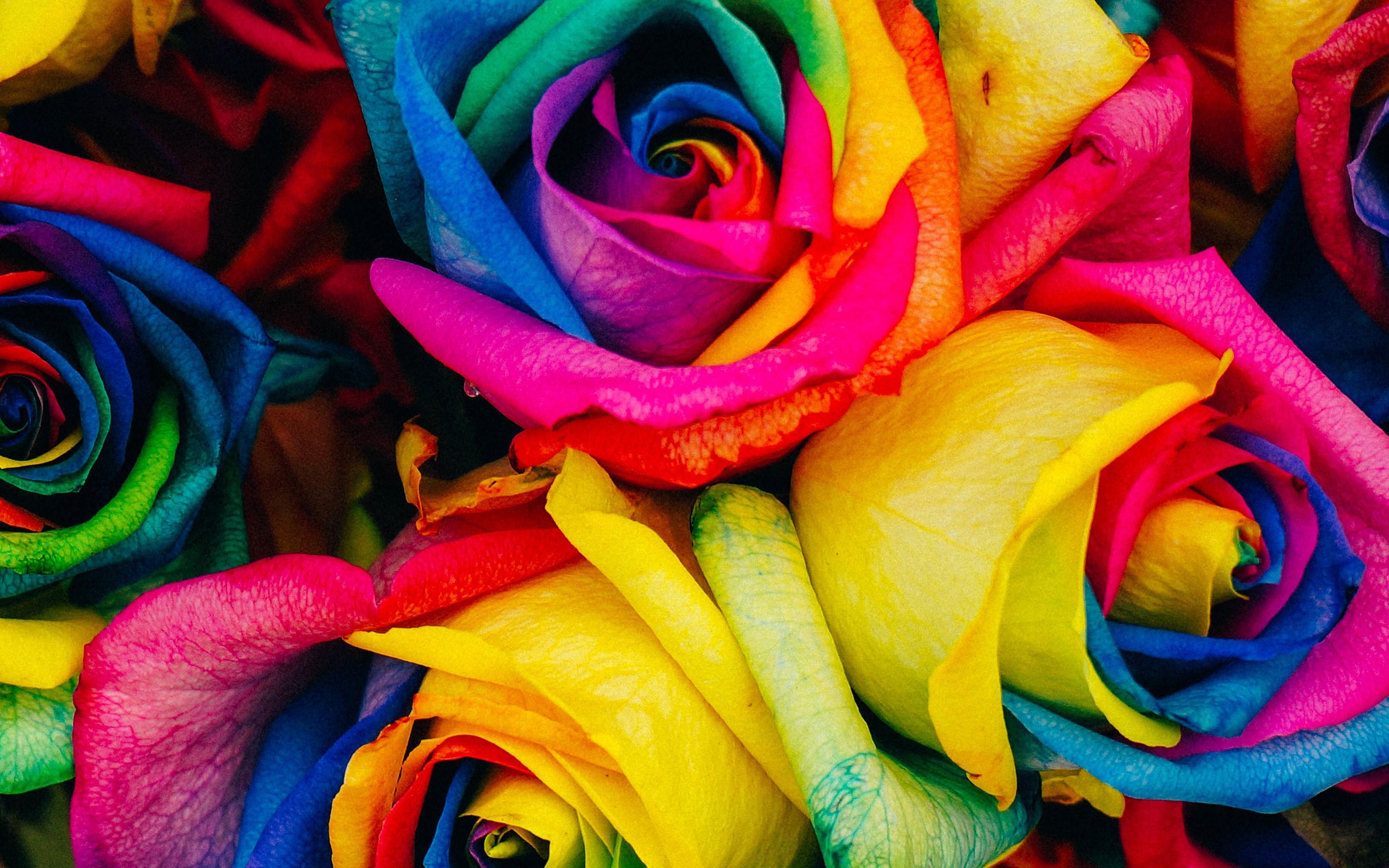desktop wallpaper. flower rose color rainbow art
