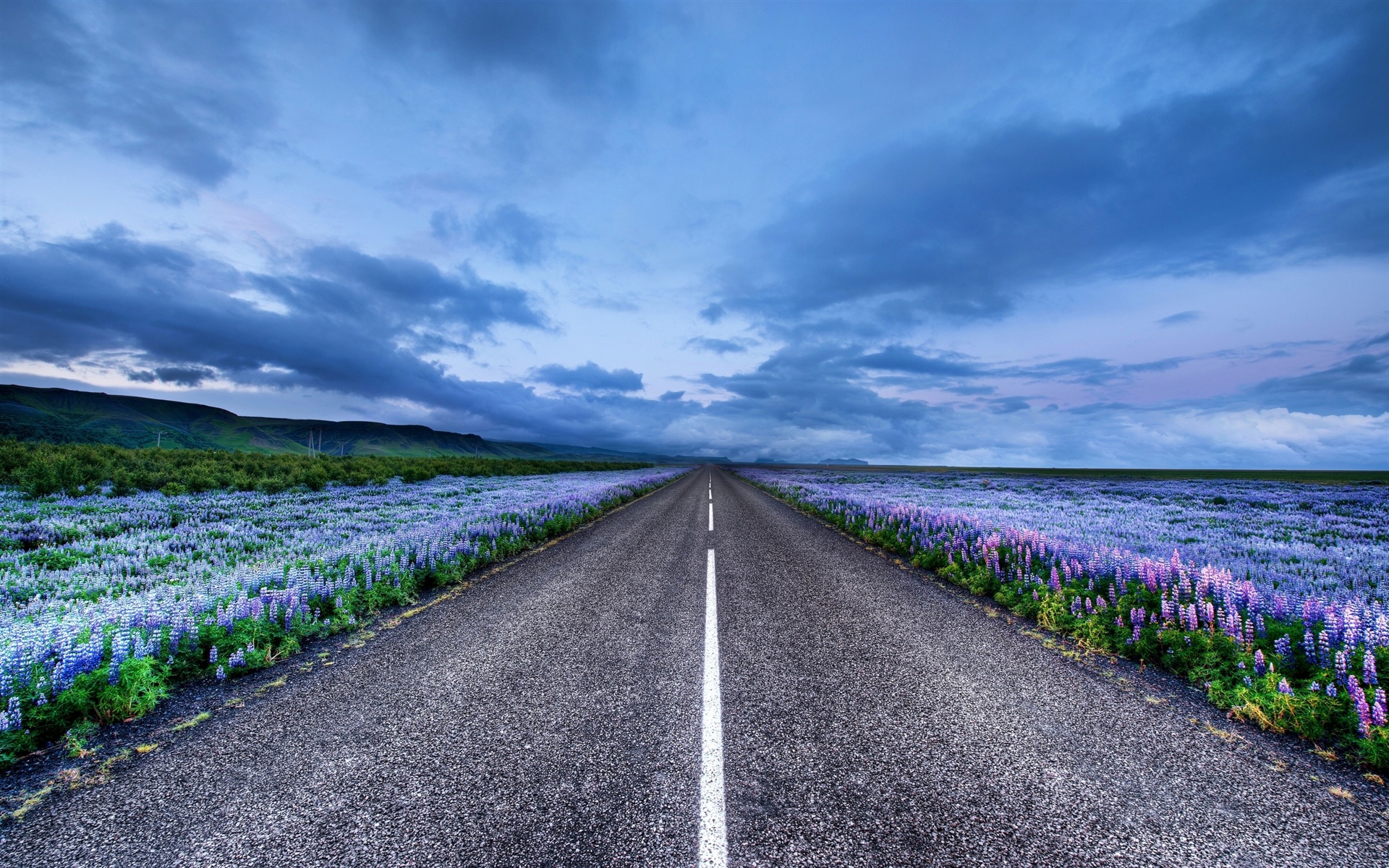 Wallpaper Iceland landscape, road, meadows, flowers, horizon, blue