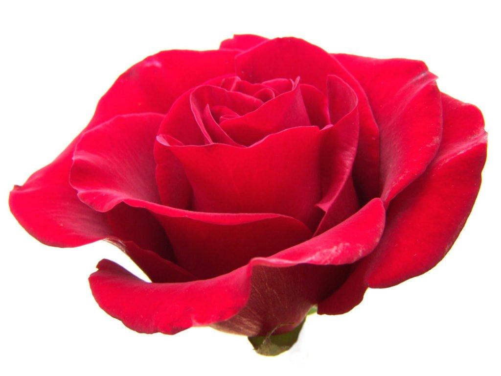 Free Rose Art Picture, Download Free Clip Art, Free Clip Art
