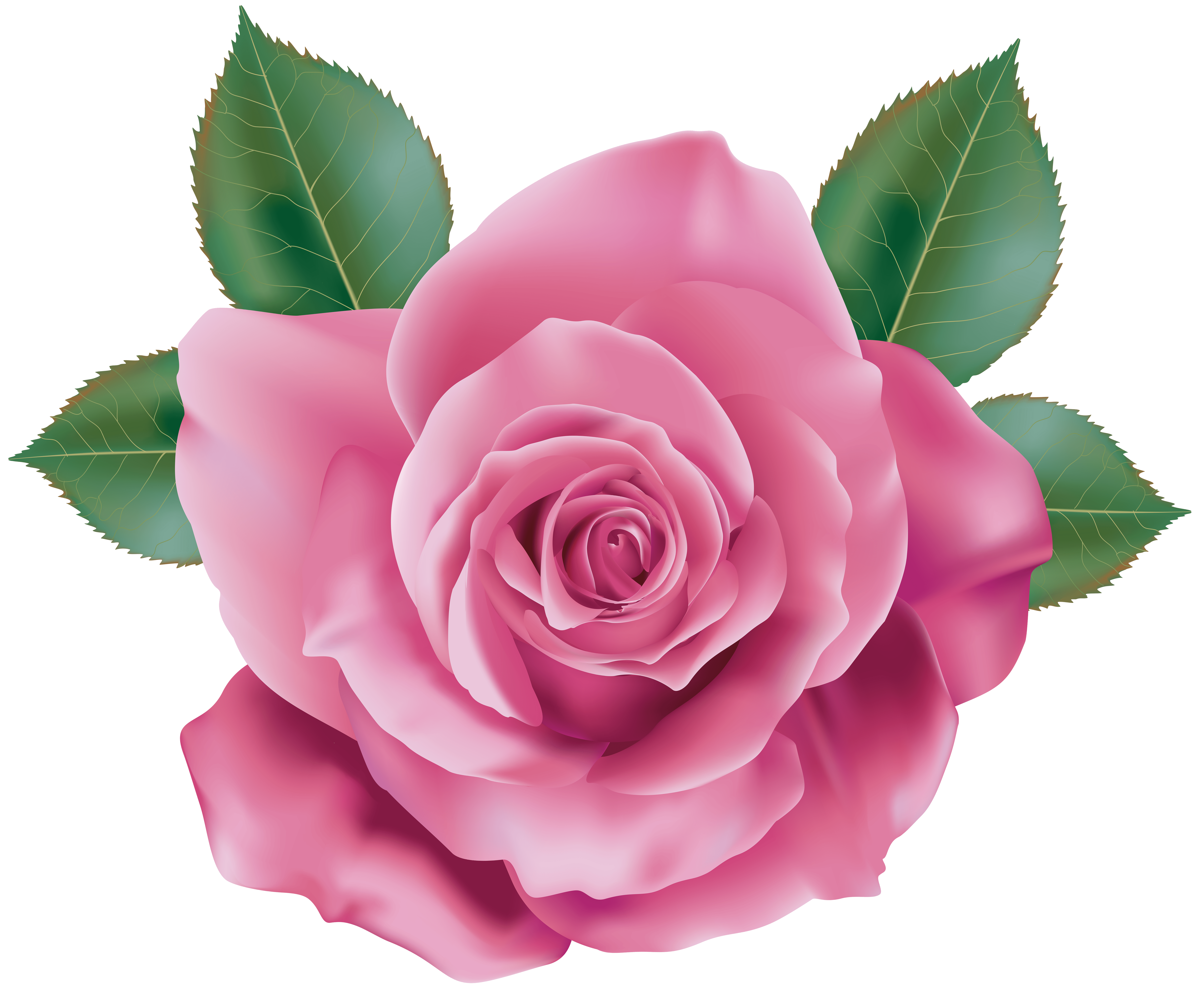 Free flower pink 20 PNG & transparent free picture