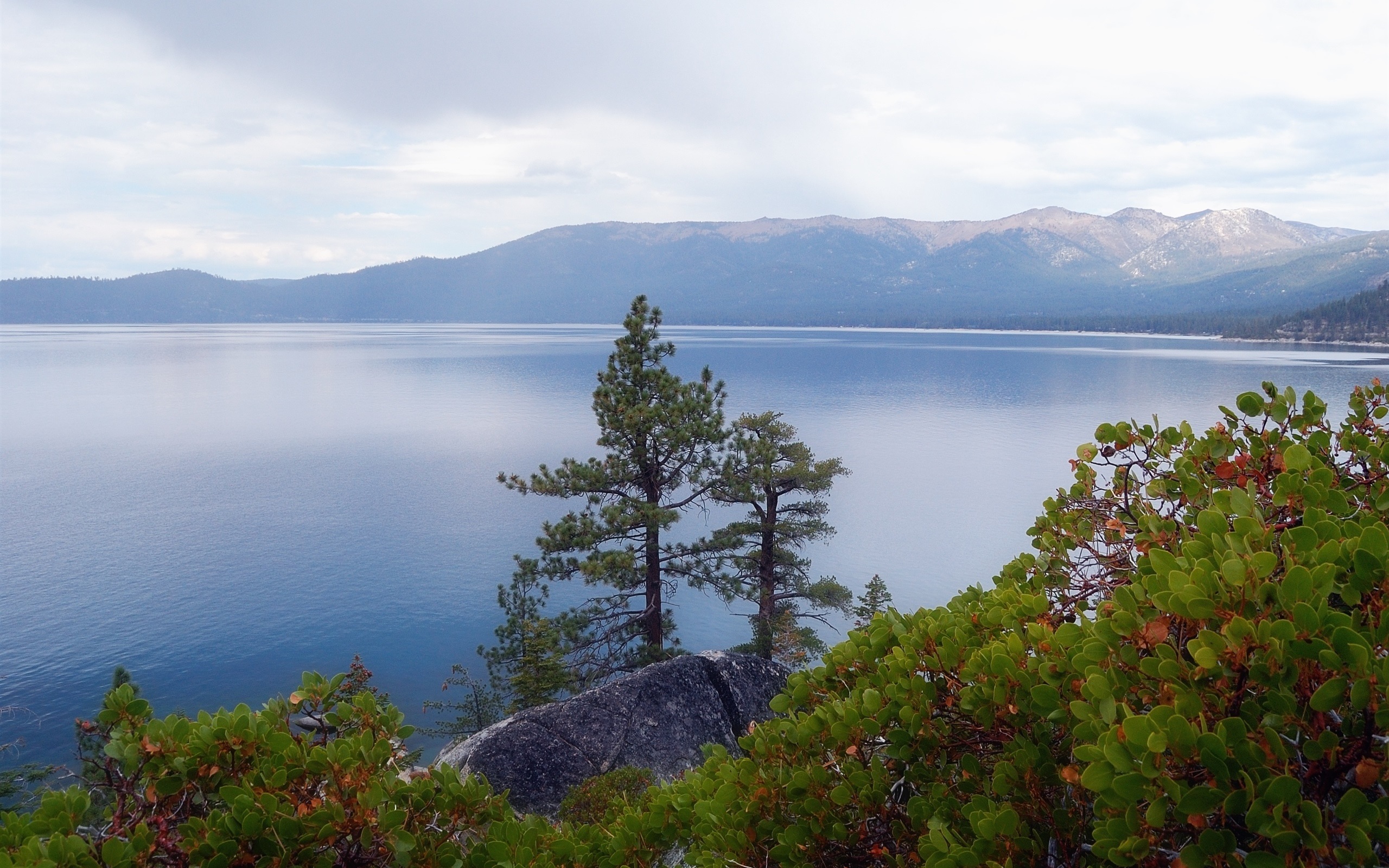Wallpaper Lake Tahoe, Nevada, USA, trees, plants 2560x1600 HD