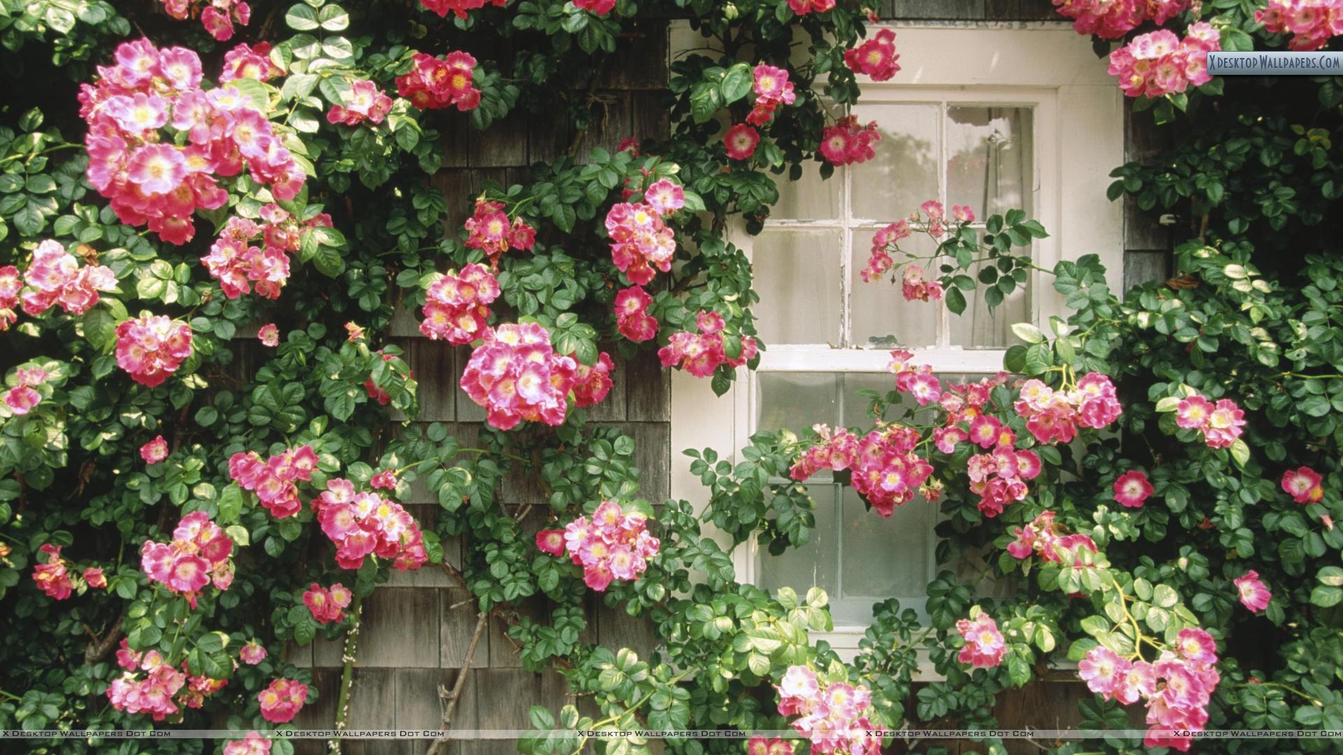 Country Cottage, Nantucket, Massachusetts Wallpaper