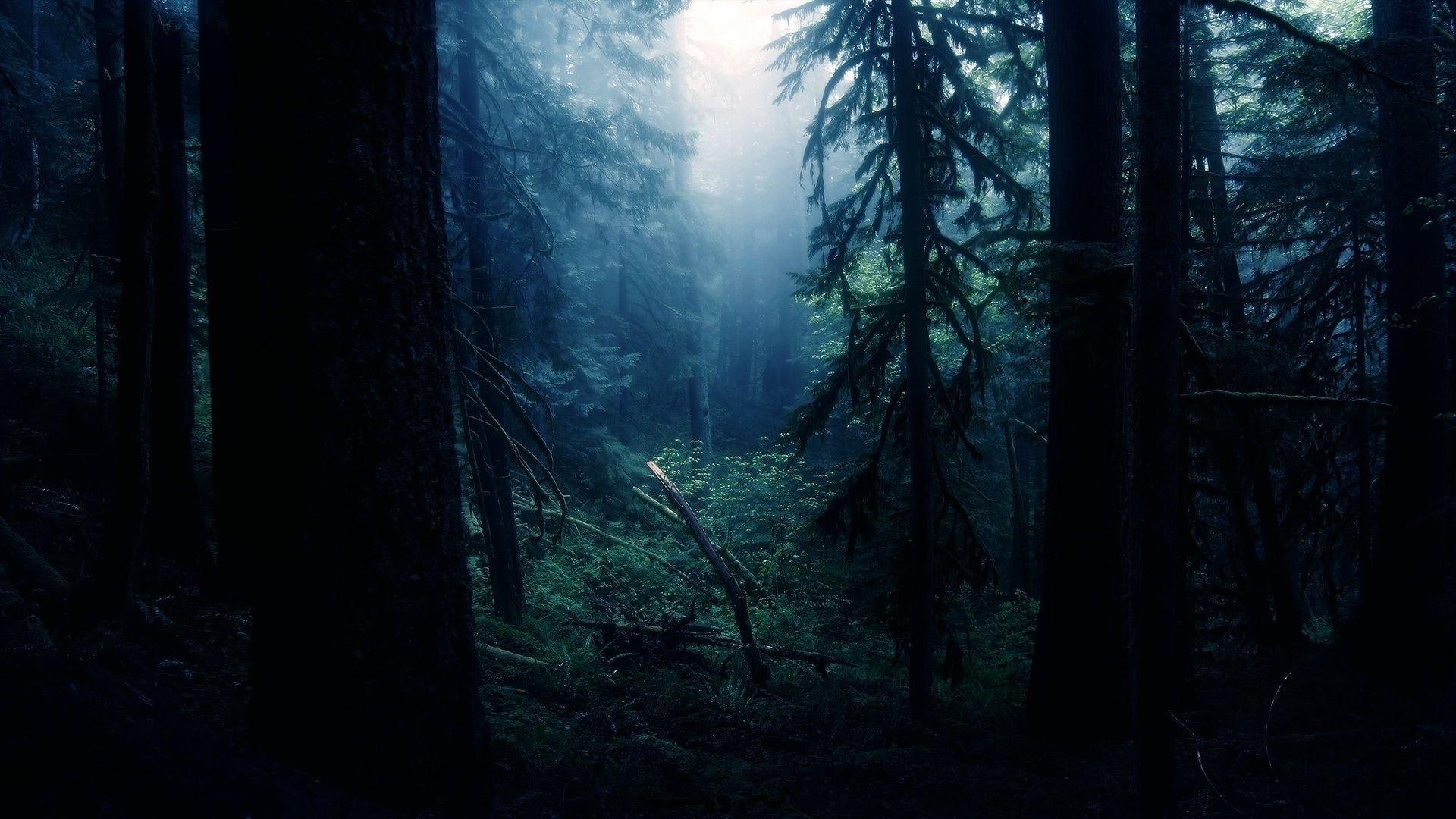 Forest night wallpaper
