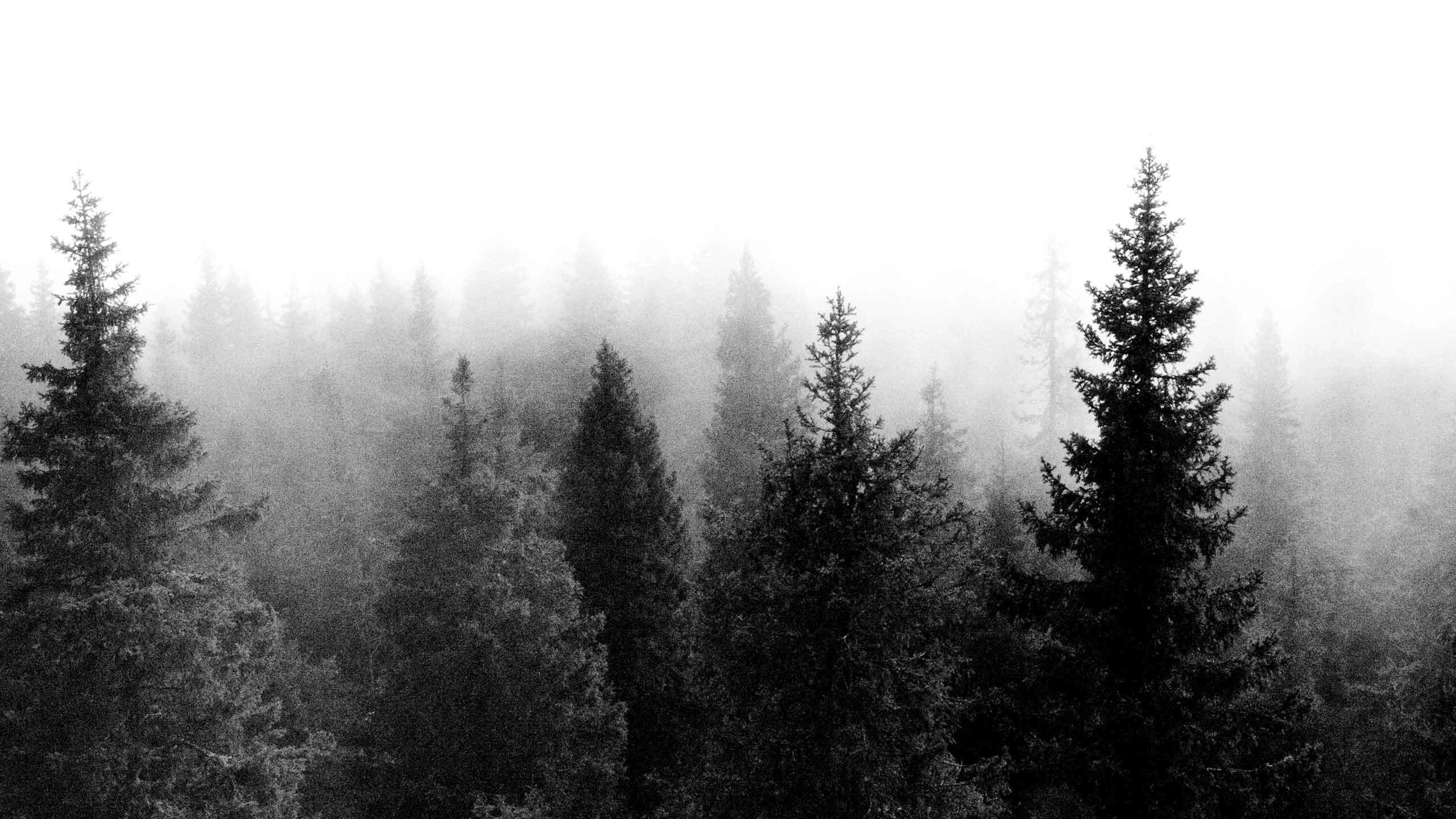 Black and White Forest Wallpaper