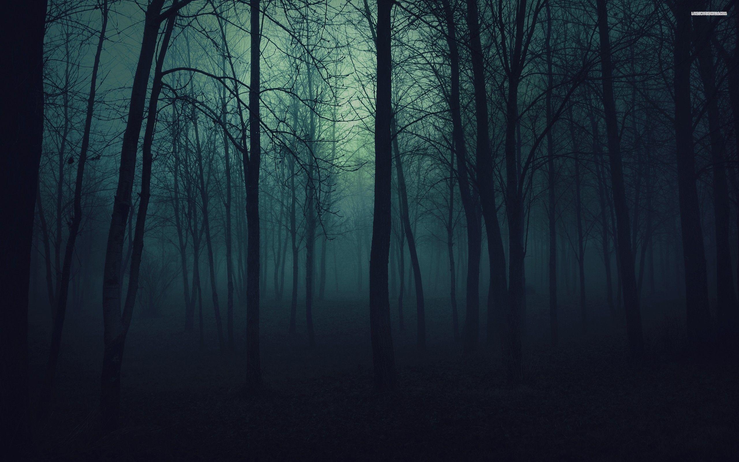 forest at night. Trees in the Forest at Night wallpaper. Night forest, Misty forest, Forest wallpaper