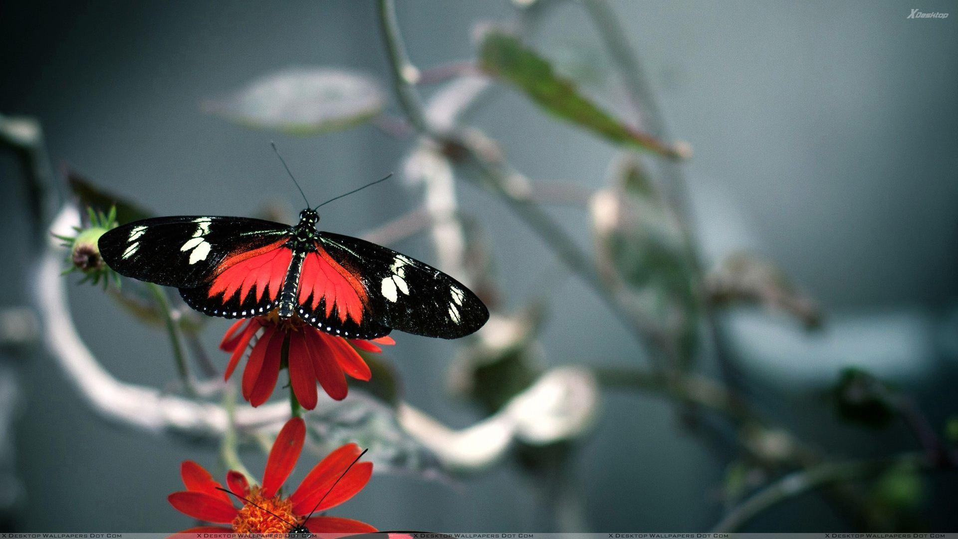 Red And Black Butterfly On Flower Wallpaper