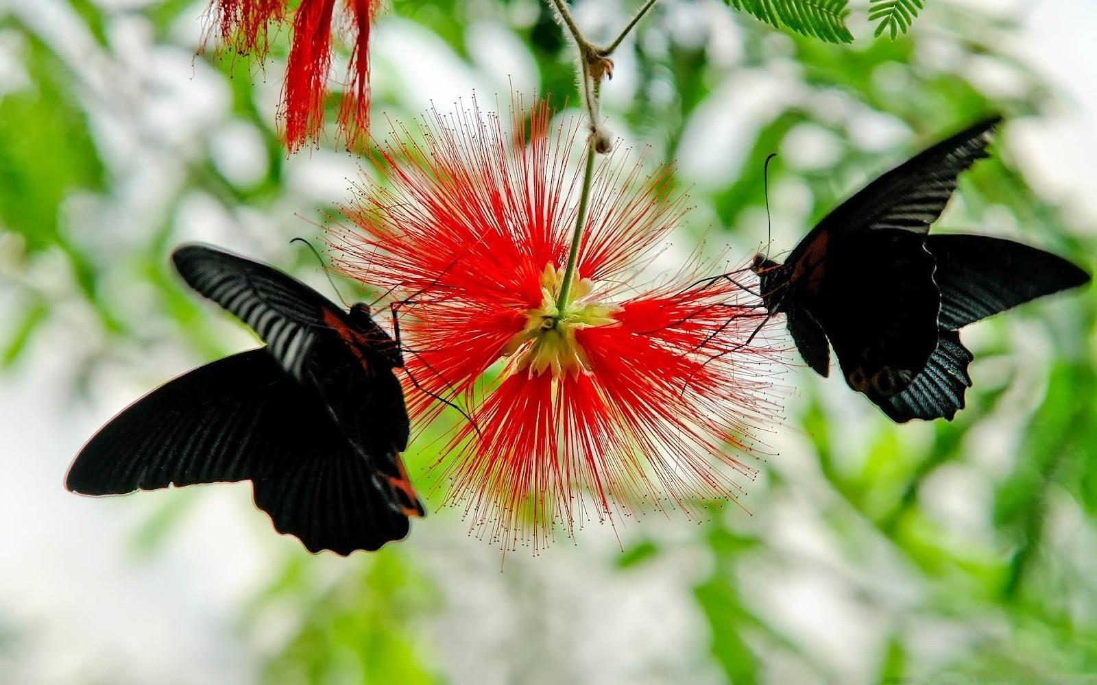 Two Black Butterfly on Flower