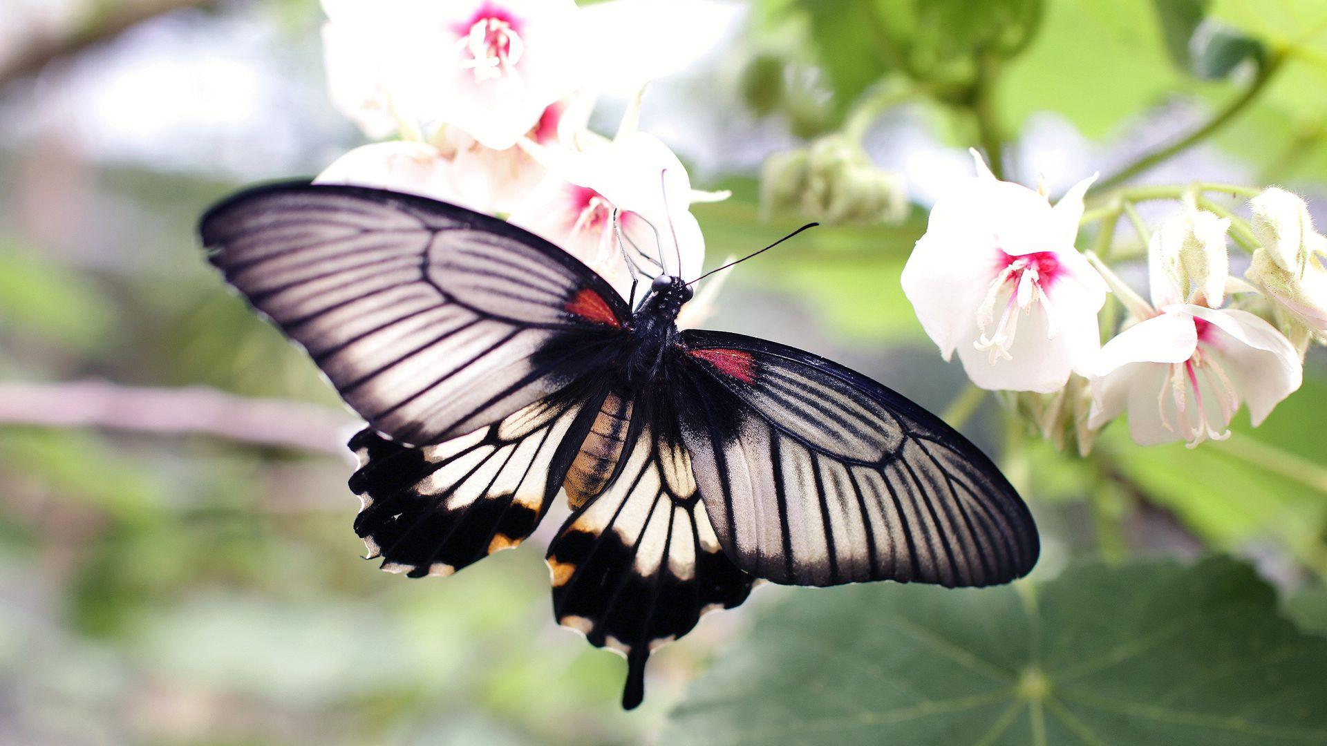 Gray Black Butterfly on White Flower Wallpaper