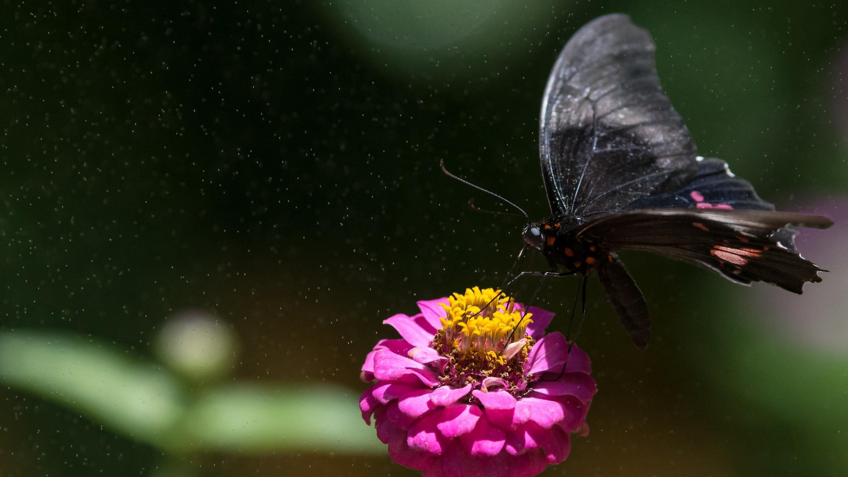 Black Butterfly on Purple Flower