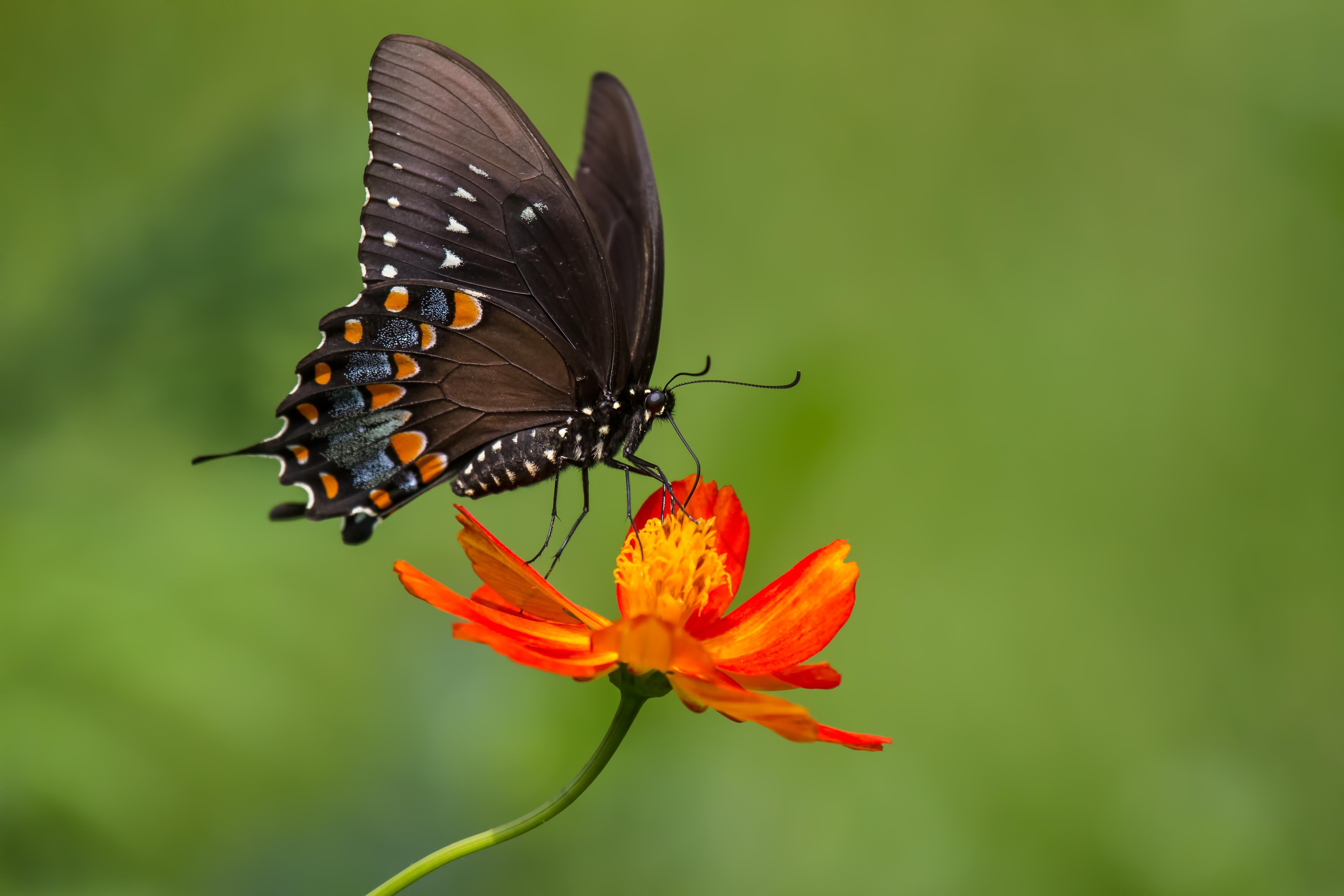Download 5184x3456 Black Butterfly, Orange Flower, Wings, Insects