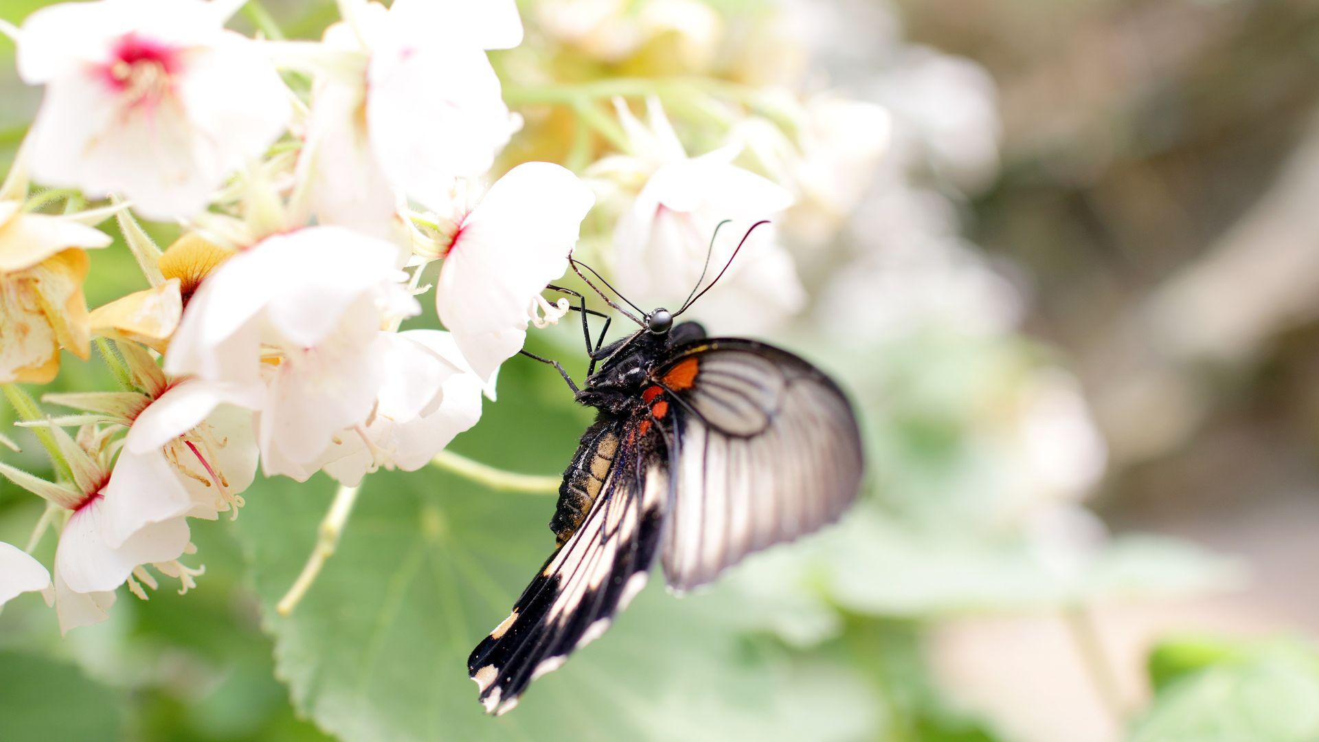 White Black Butterfly on White Flower Wallpaper