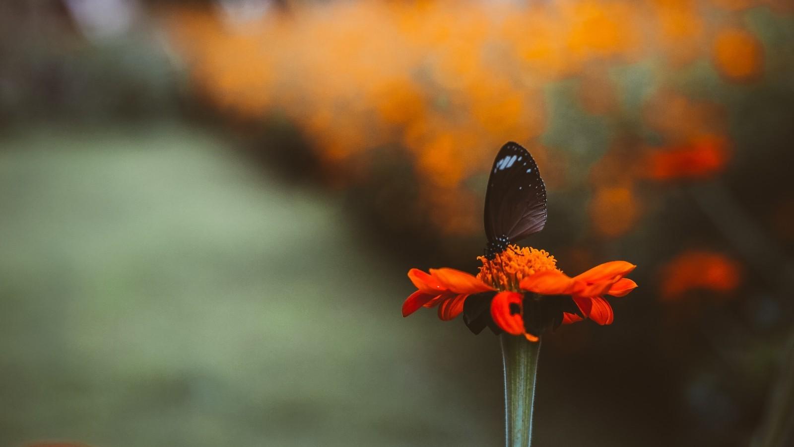 Download 1600x900 Black Butterfly, Blurred, Flower, Pollination