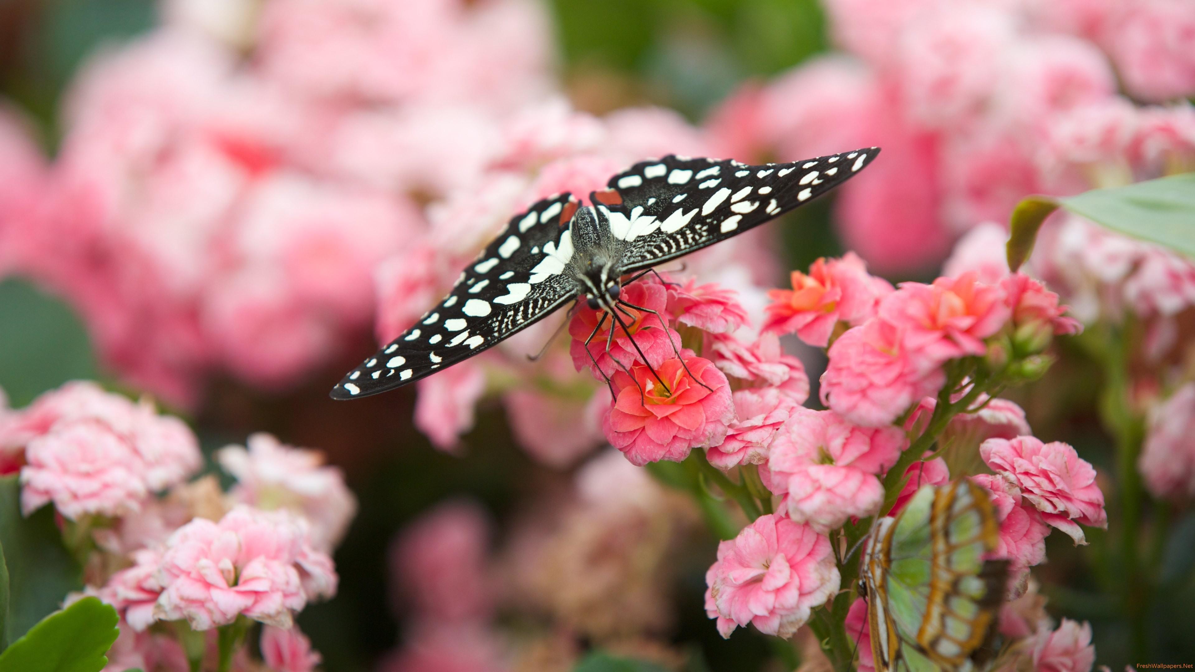 Black Butterfly on Pink Flowers 4K wallpaper