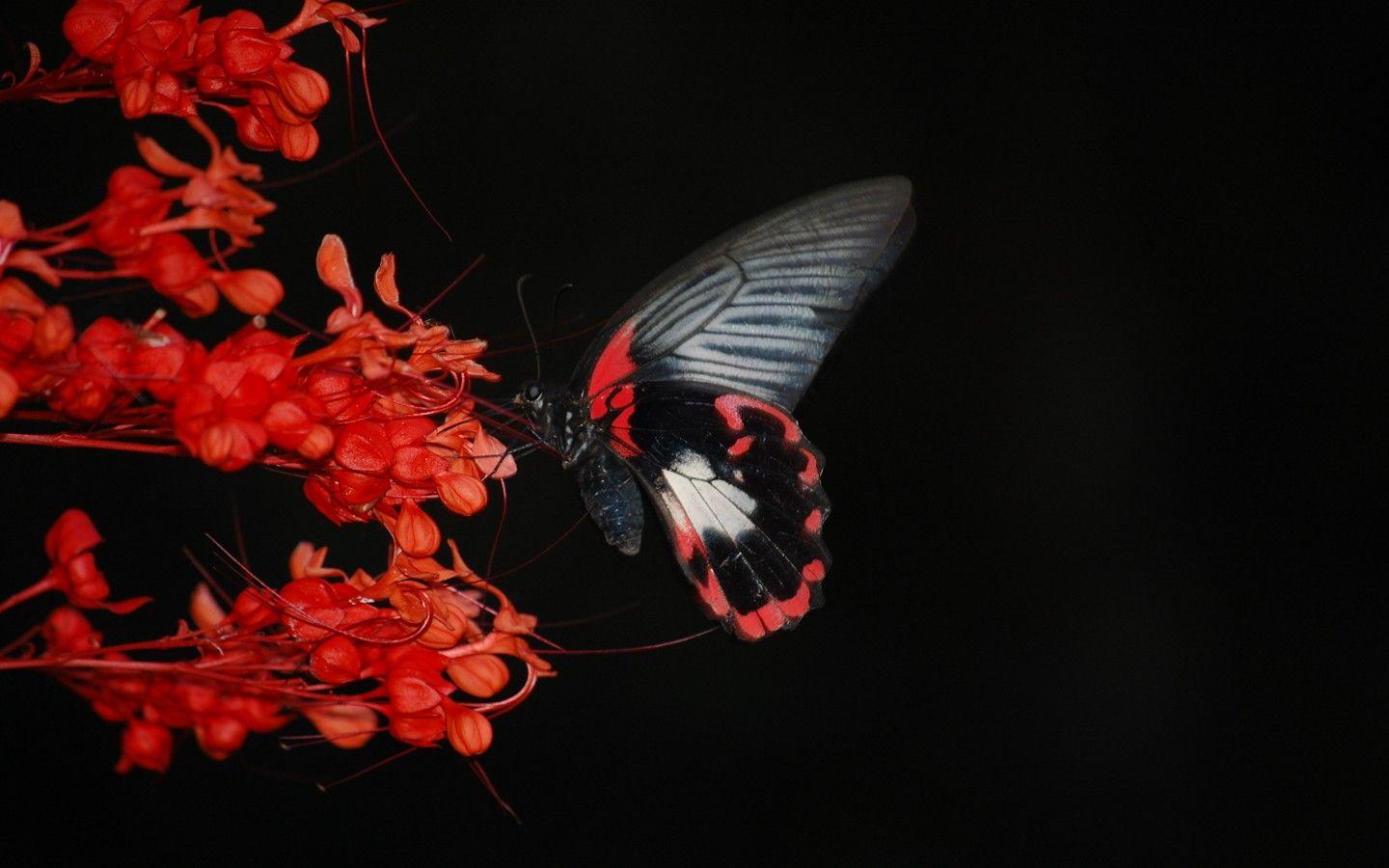 Black And Red Butterfly Wallpaper