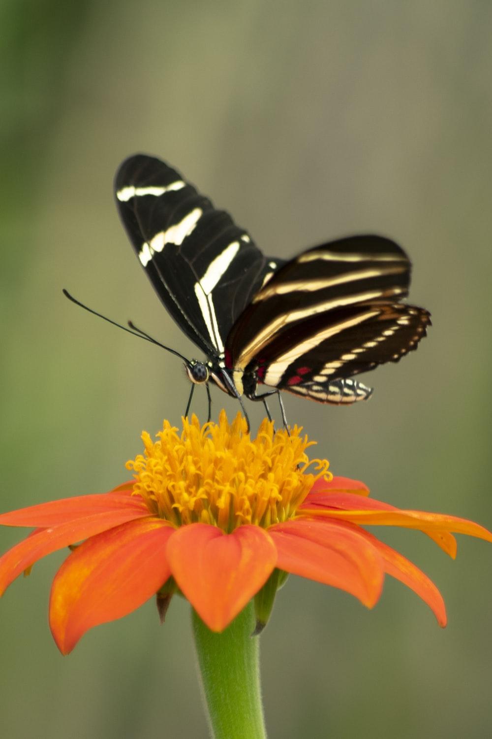Butterflies Picture [HD]. Download Free Image