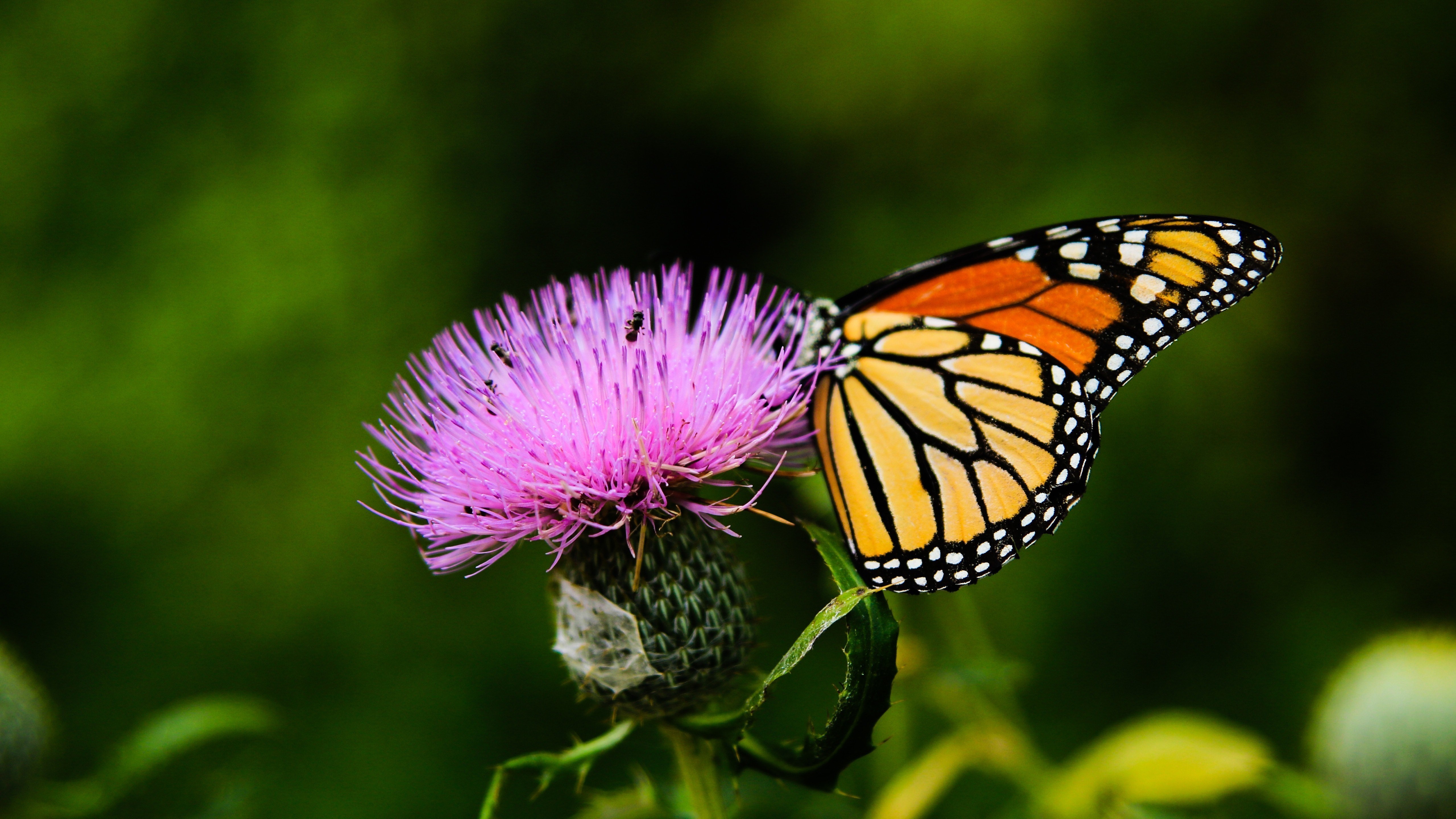 Orange and Black Butterfly on Purple Flower 5K Wallpaper