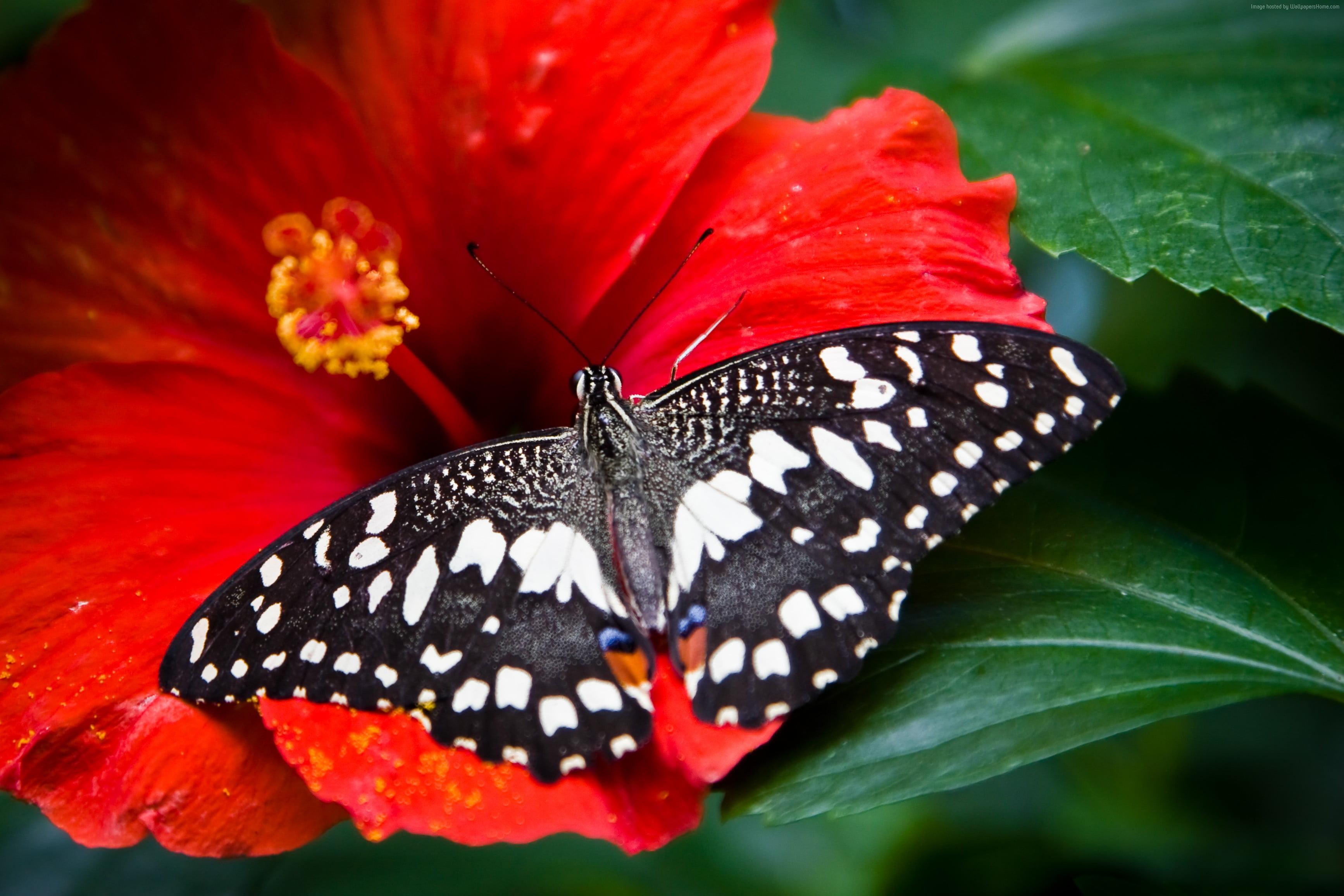 Black and white spotted butterfly on red flower HD wallpaper