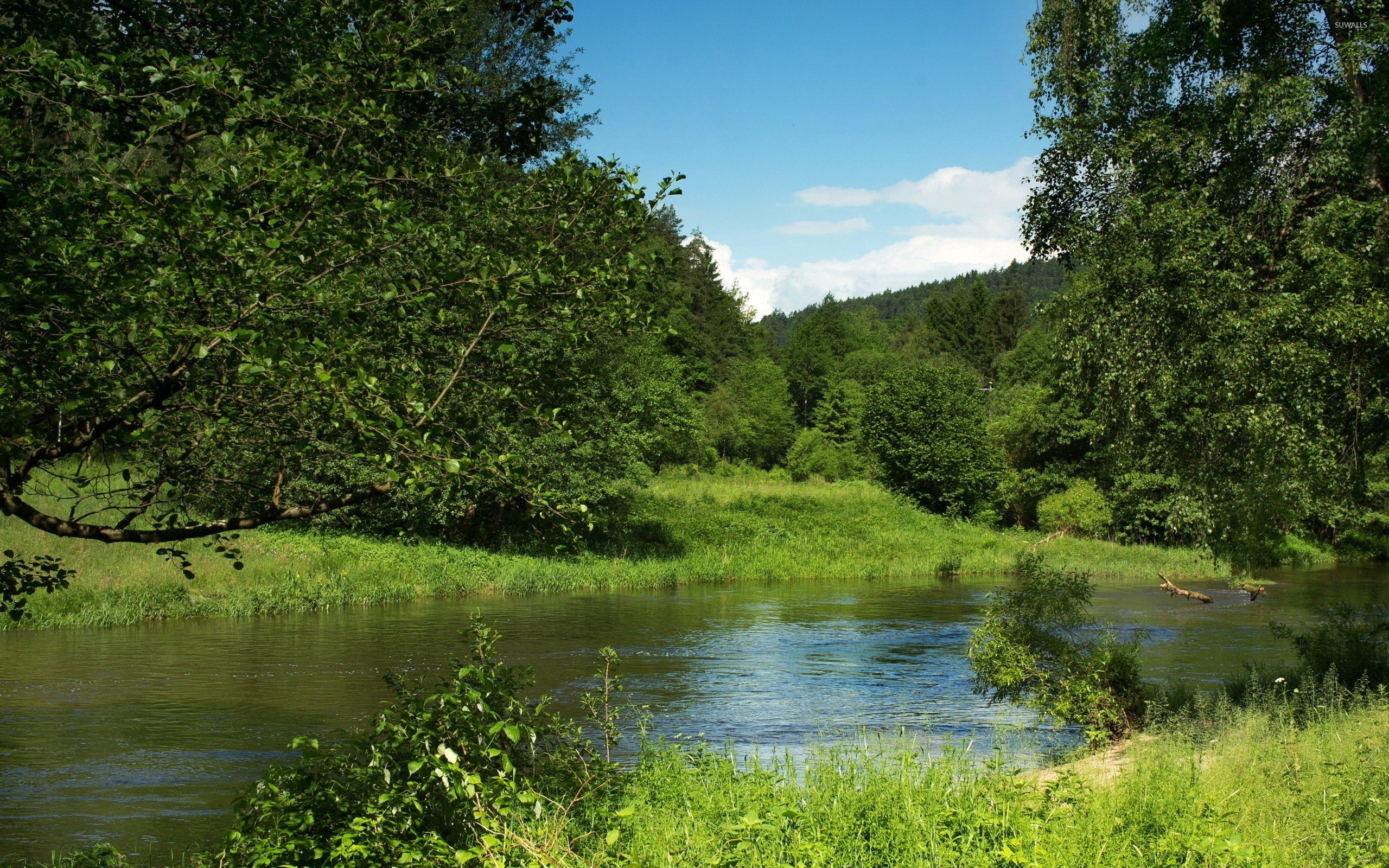 Green nature on a summer day by the river wallpaper
