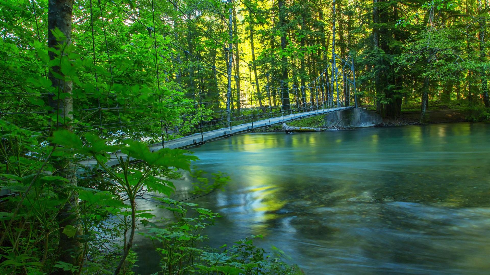Wallpaper River, forest, bridge, summer, nature scenery 2560x1600 HD