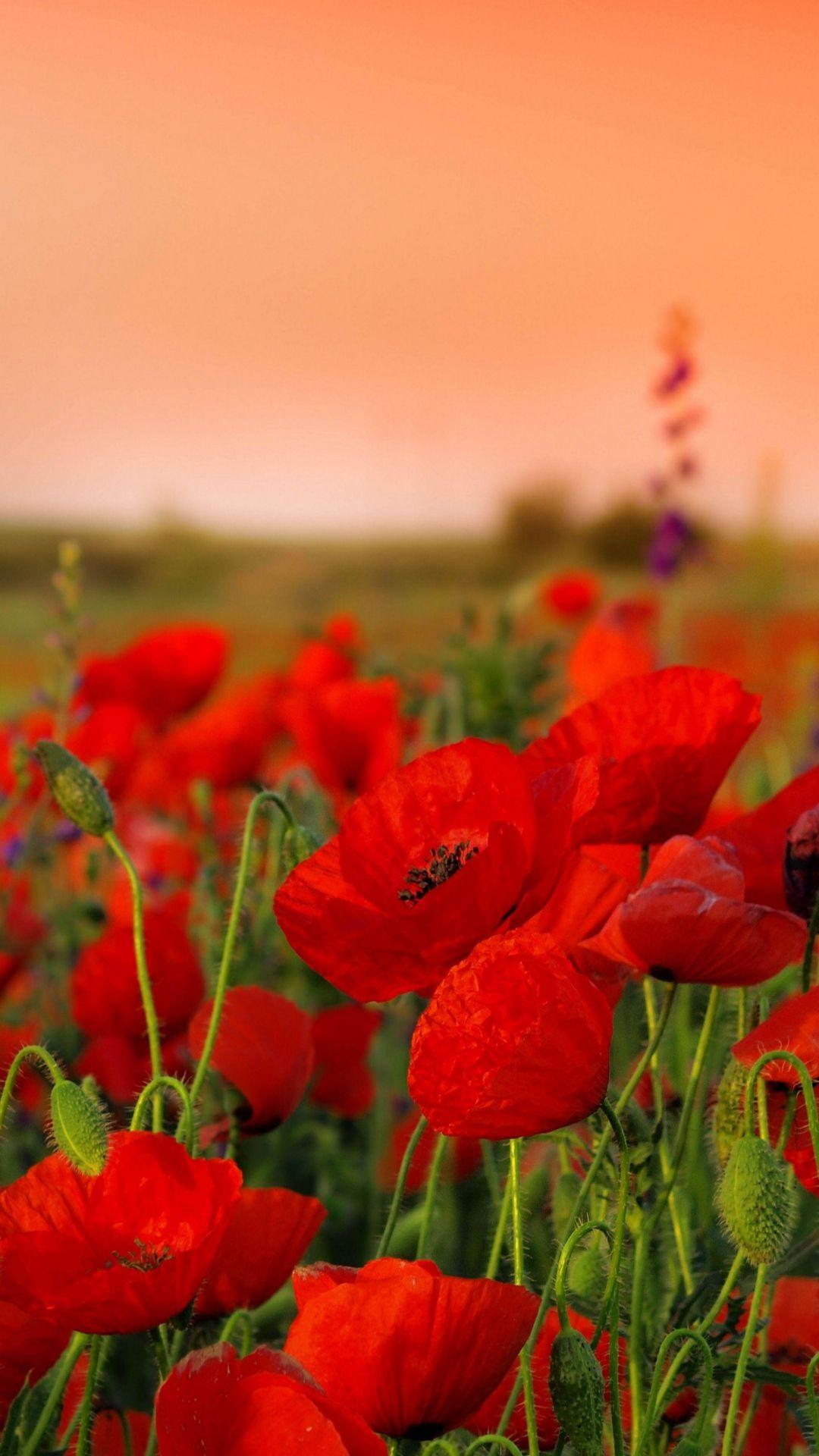 Poppies Flowers Wallpapers Wallpaper Cave