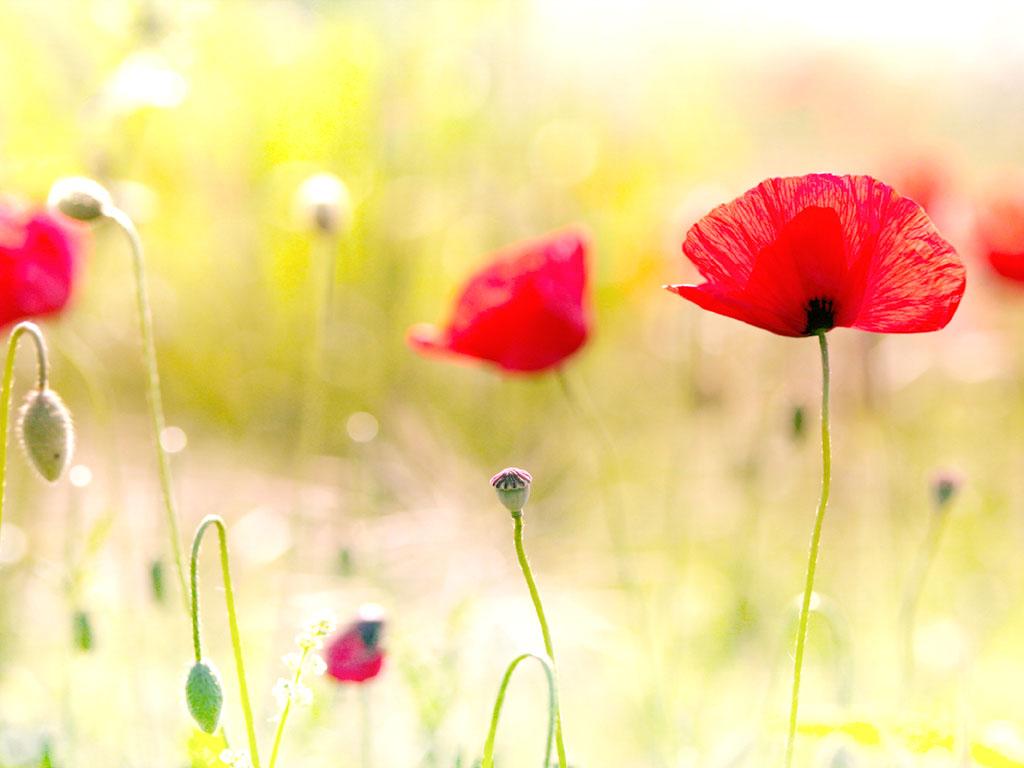 Poppy Desktop Wallpaper