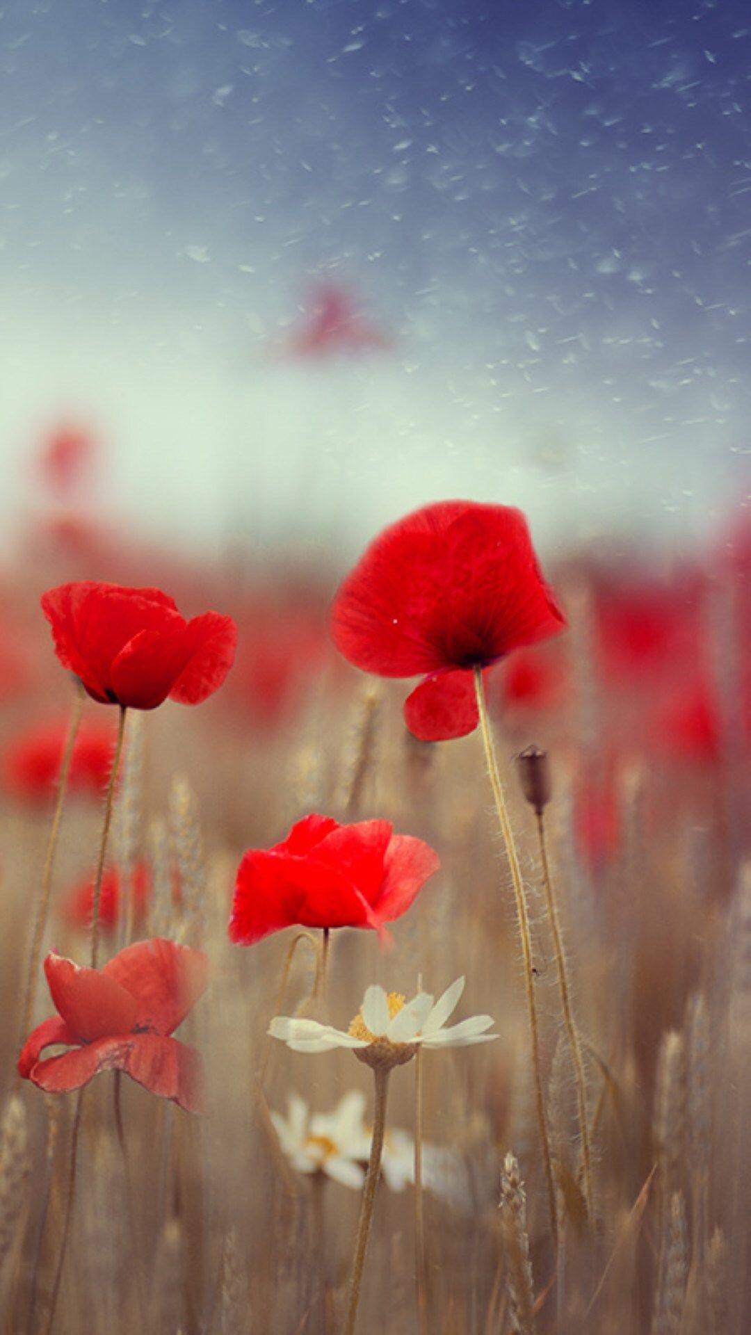 Fantasy Poppy Flower Field Plant Blur iPhone 8 Wallpapers