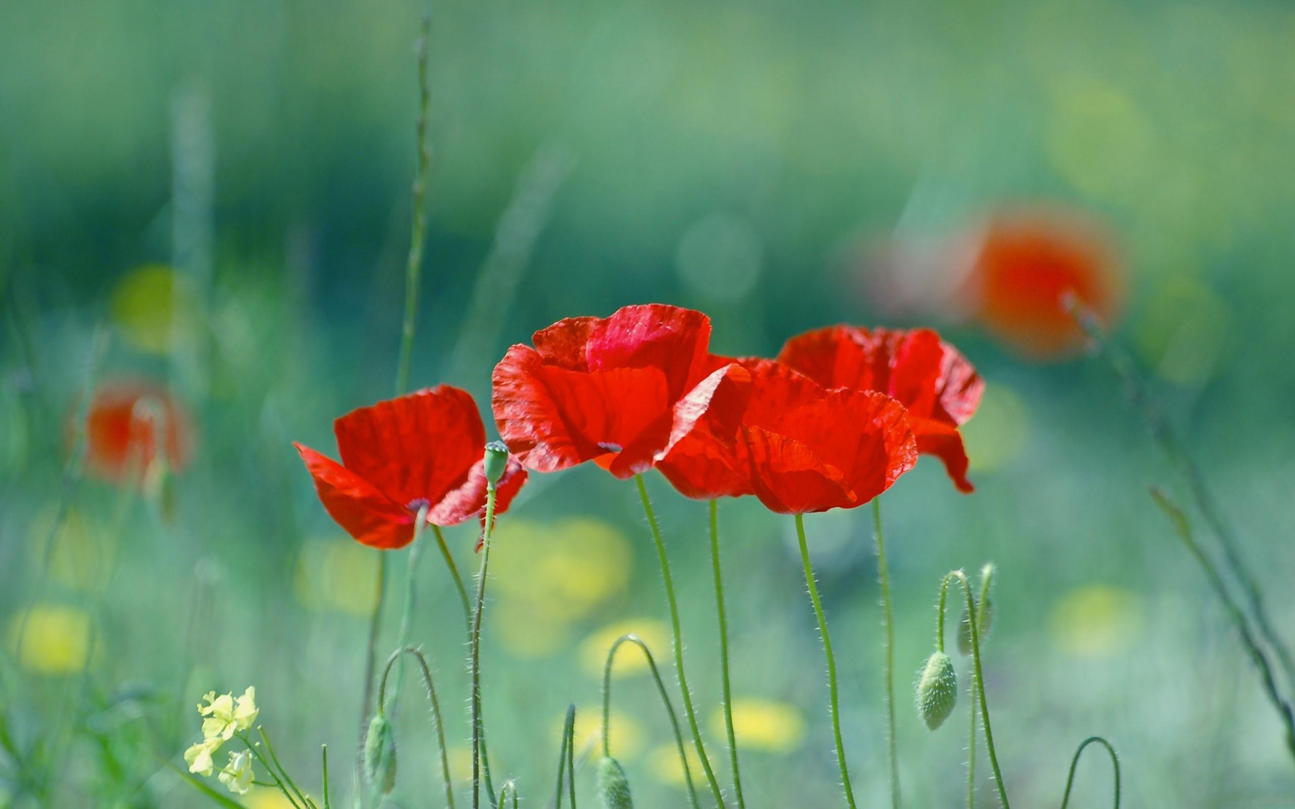 Poppies Flowers Wallpapers - Wallpaper Cave