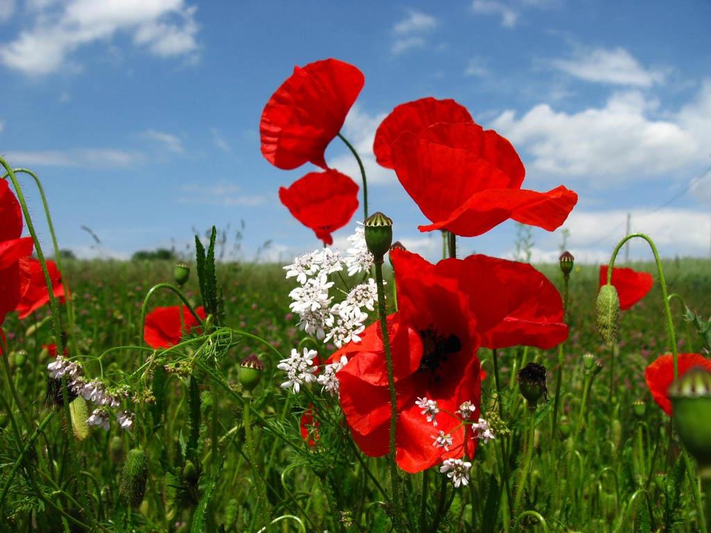 Poppies Wallpaper