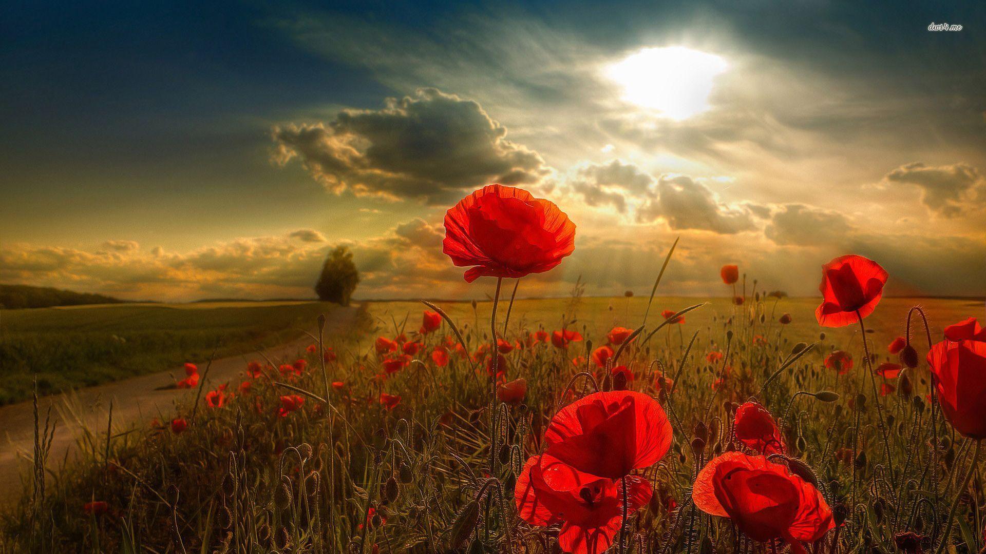 Poppy Flower Wallpaper