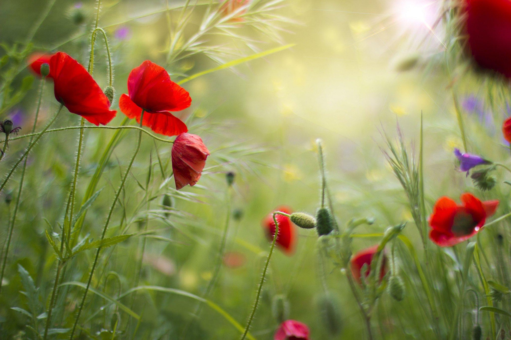 Download Red grass field flowers poppies summer poppy wallpaper