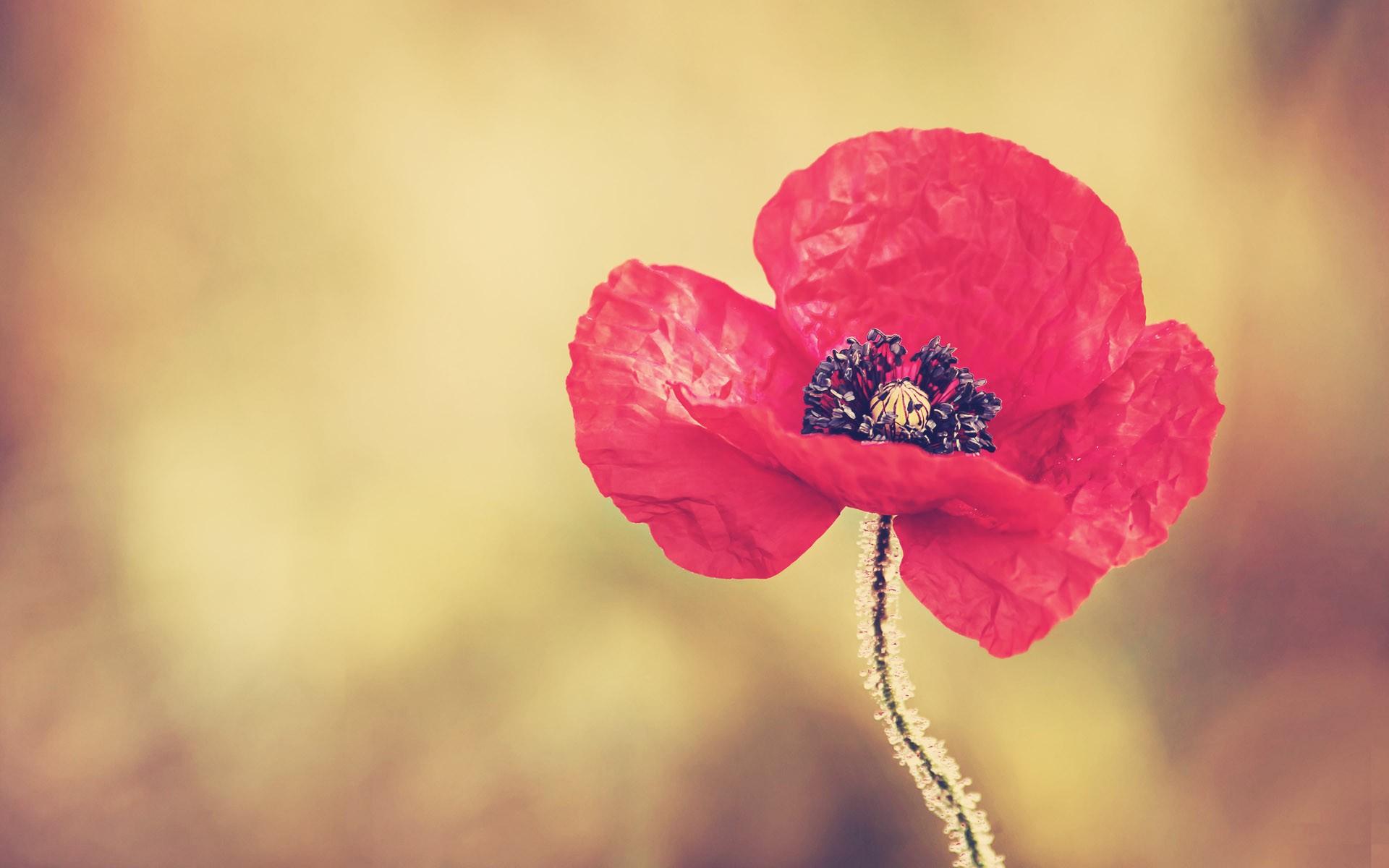 Red Poppies Flowers Wallpaper. PNG Transparent best