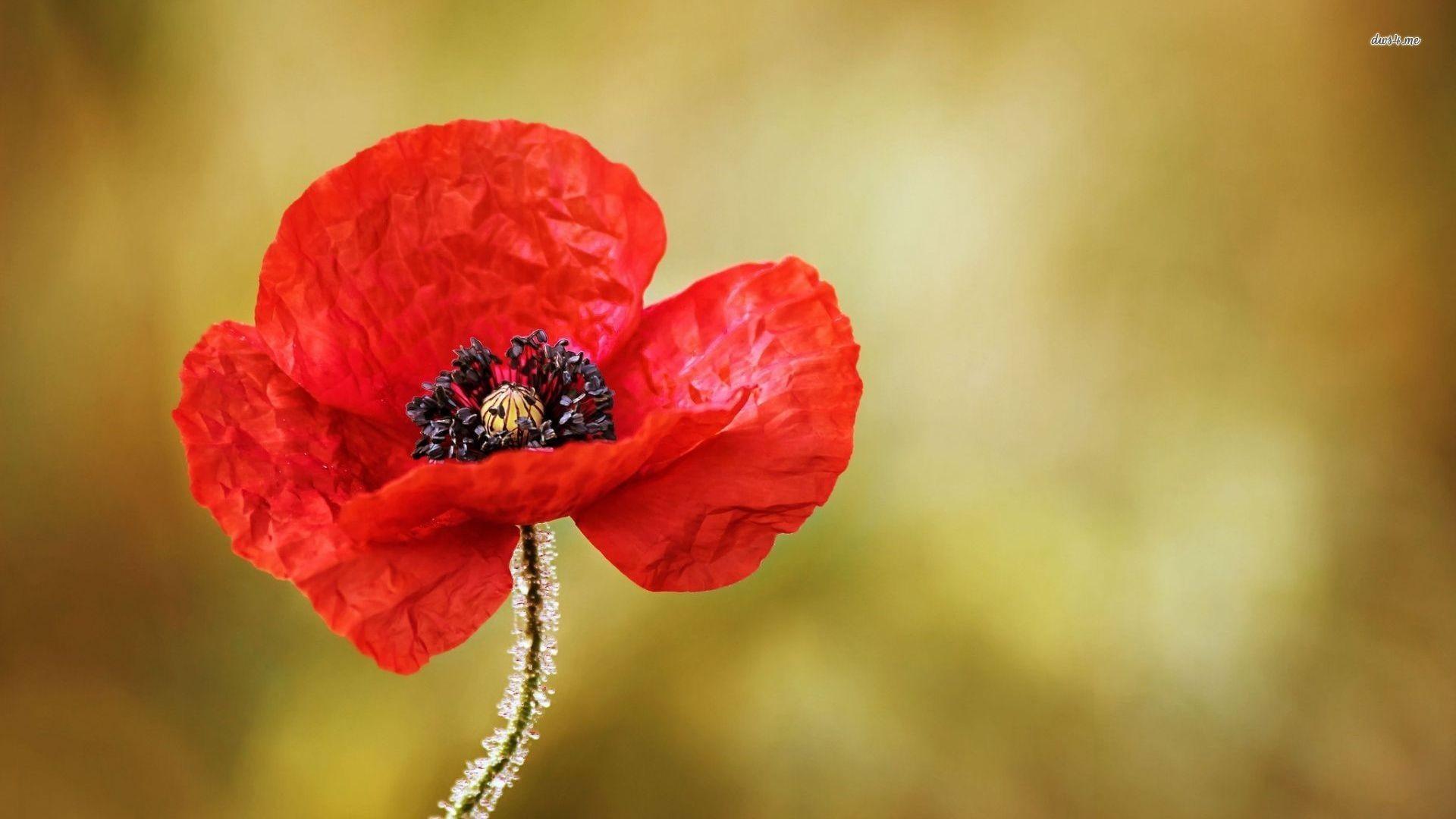 Red Poppy Wallpaper