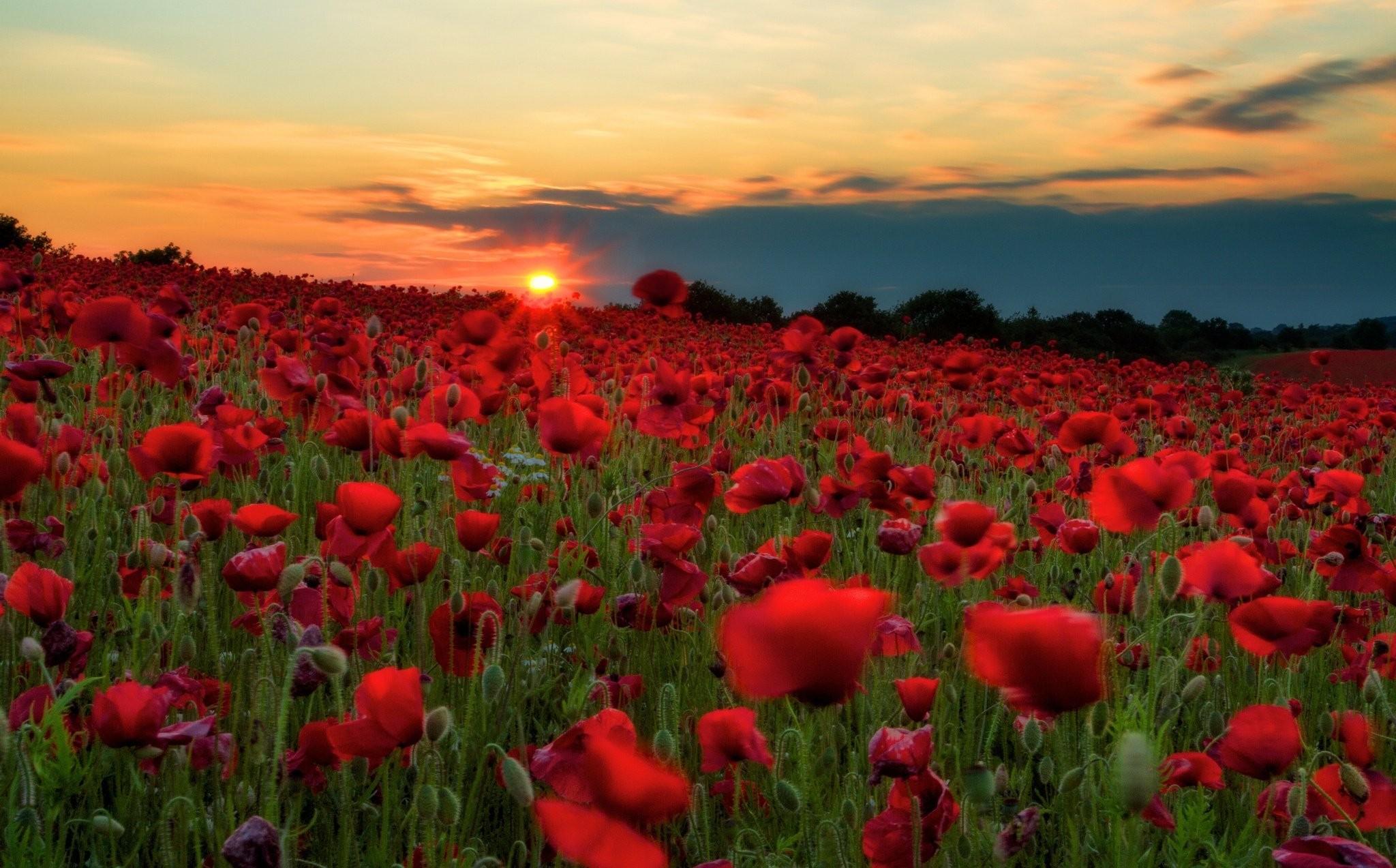 Sunsets, Nature, Poppies, High Definition, Many, Flowers, Fields