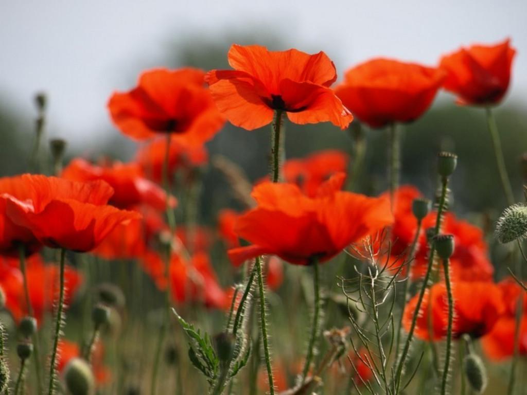 Poppy Flower wallpaperx768