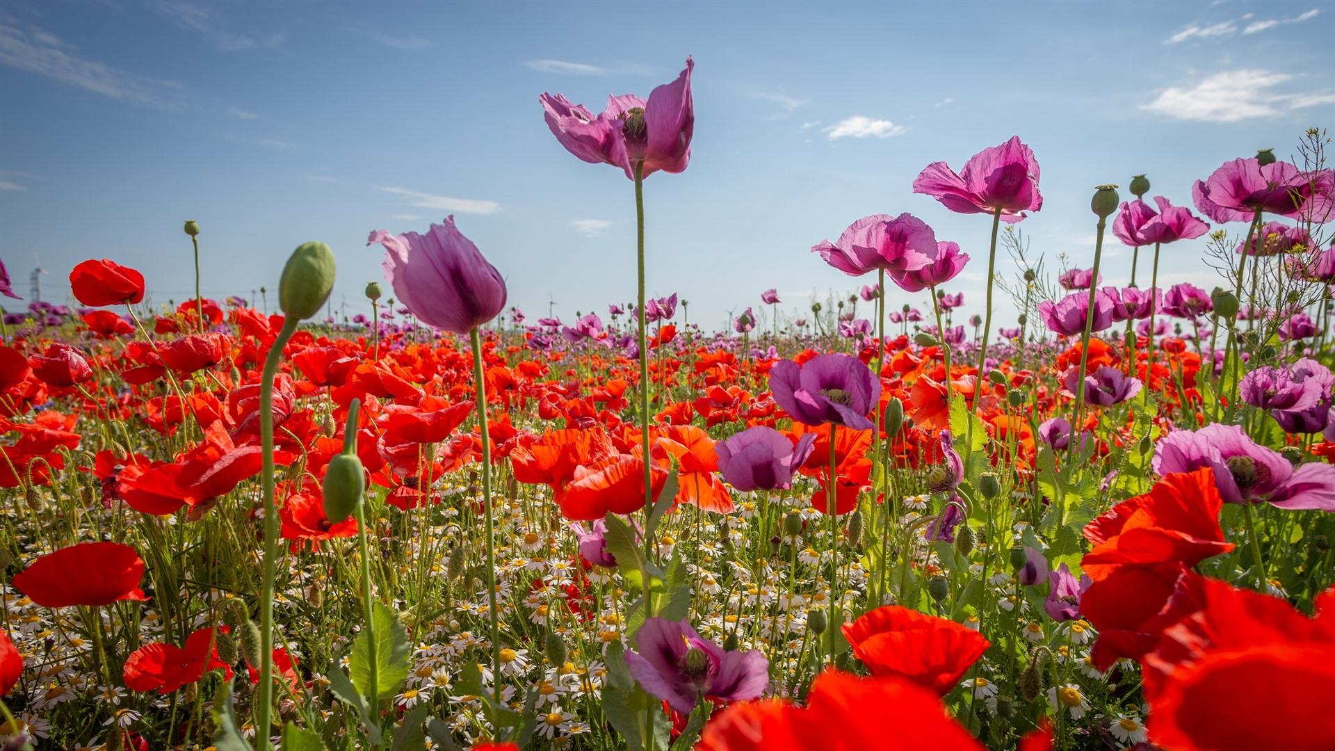 Wallpaper Purple and red poppies, flowers 1920x1080 Full HD 2K