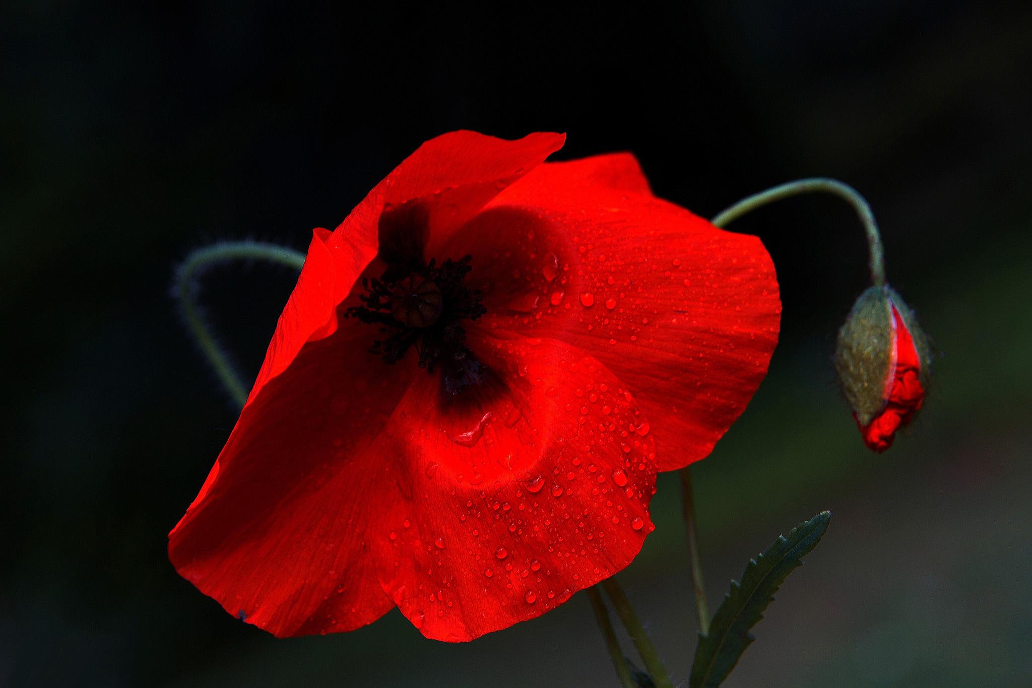 Red Poppy Flower Wallpaper 2048x1366