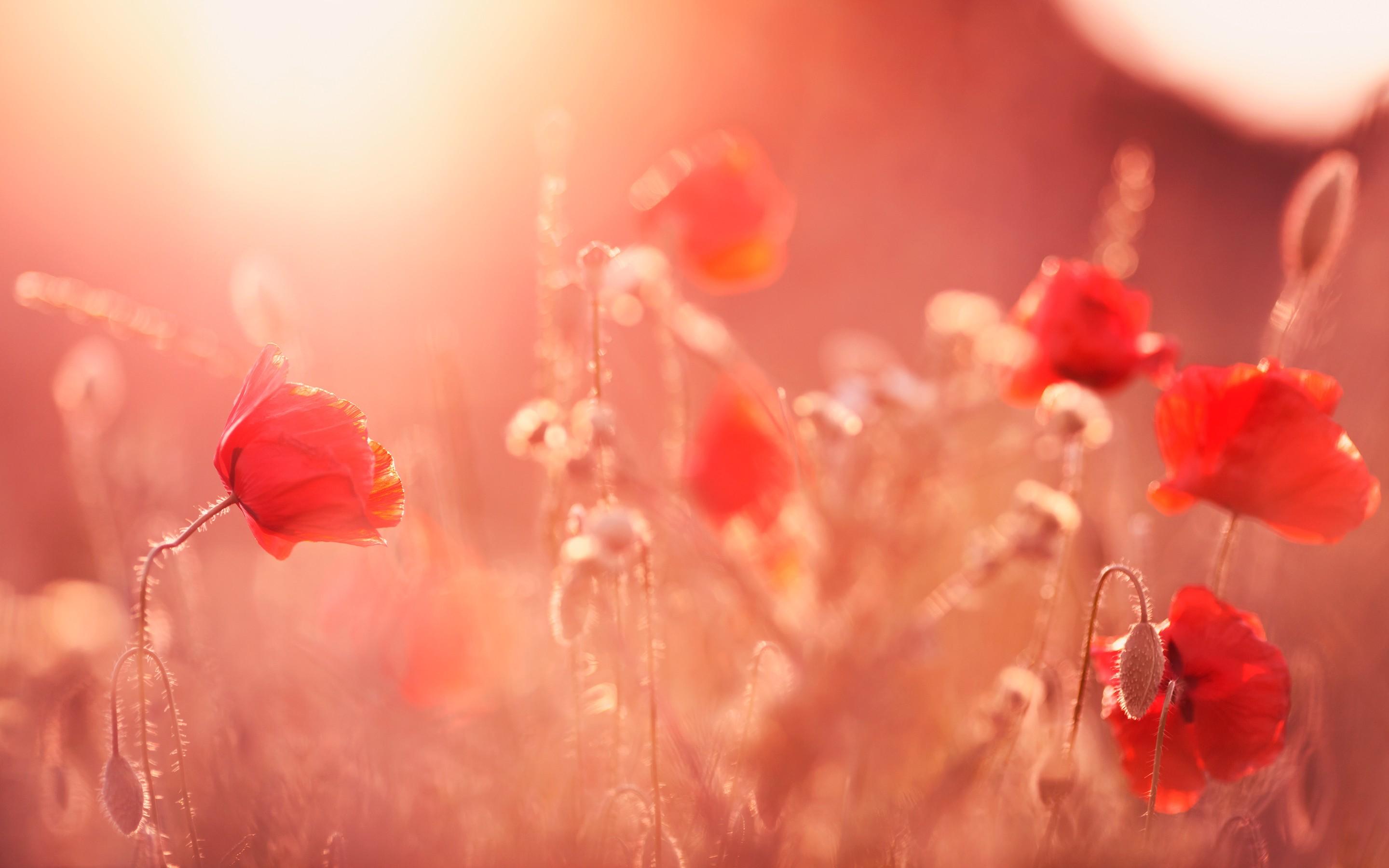Poppy Flowers Laptop HD HD 4k Wallpaper, Image