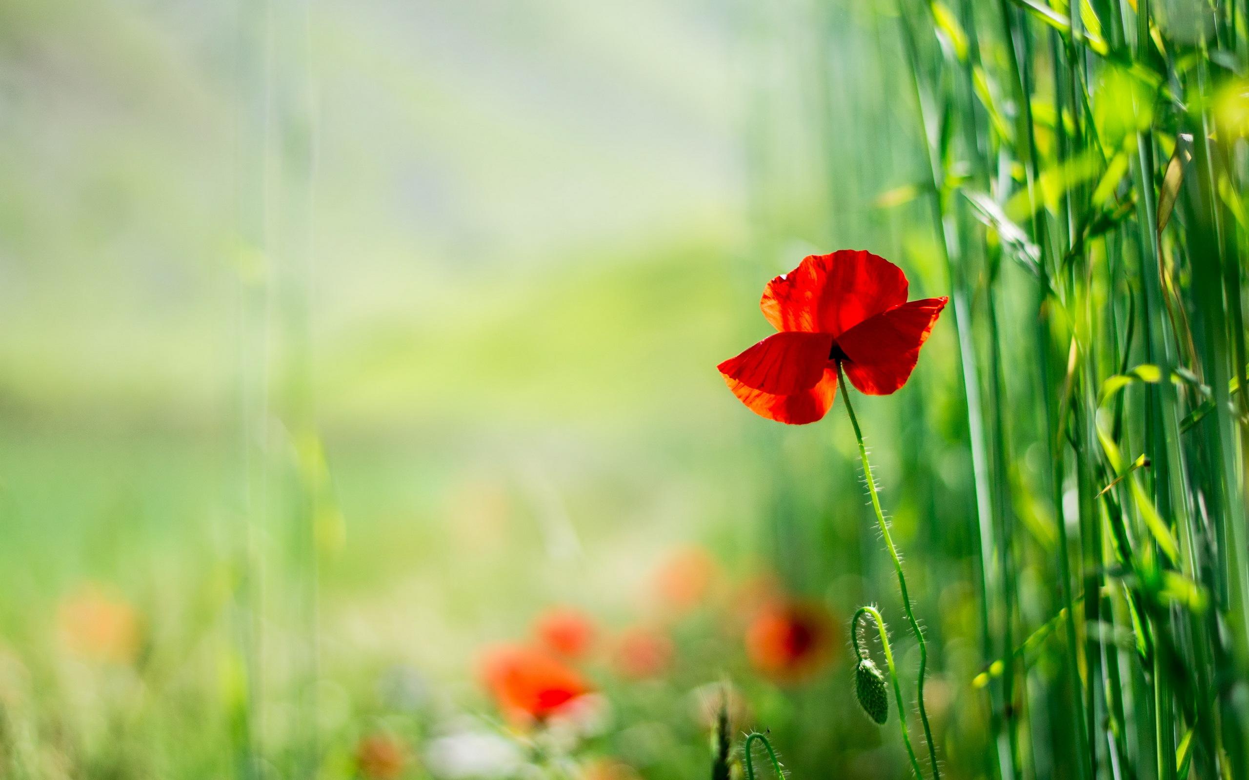 Poppy Wallpaper