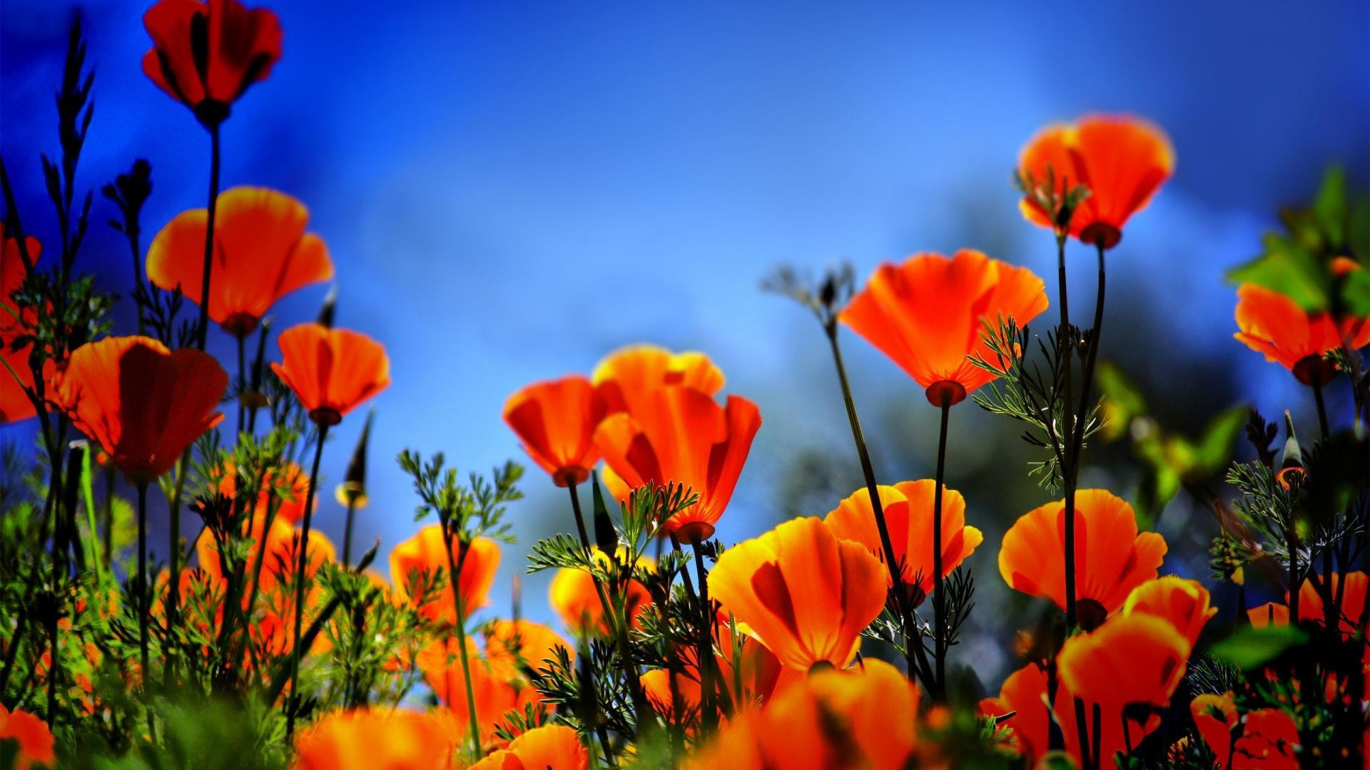Poppy flower Wallpaper