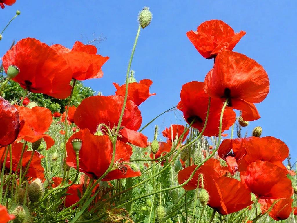 Poppies Flowers Wallpapers Wallpaper Cave Poppies Flowers Wallpapers Wallpaper Cave