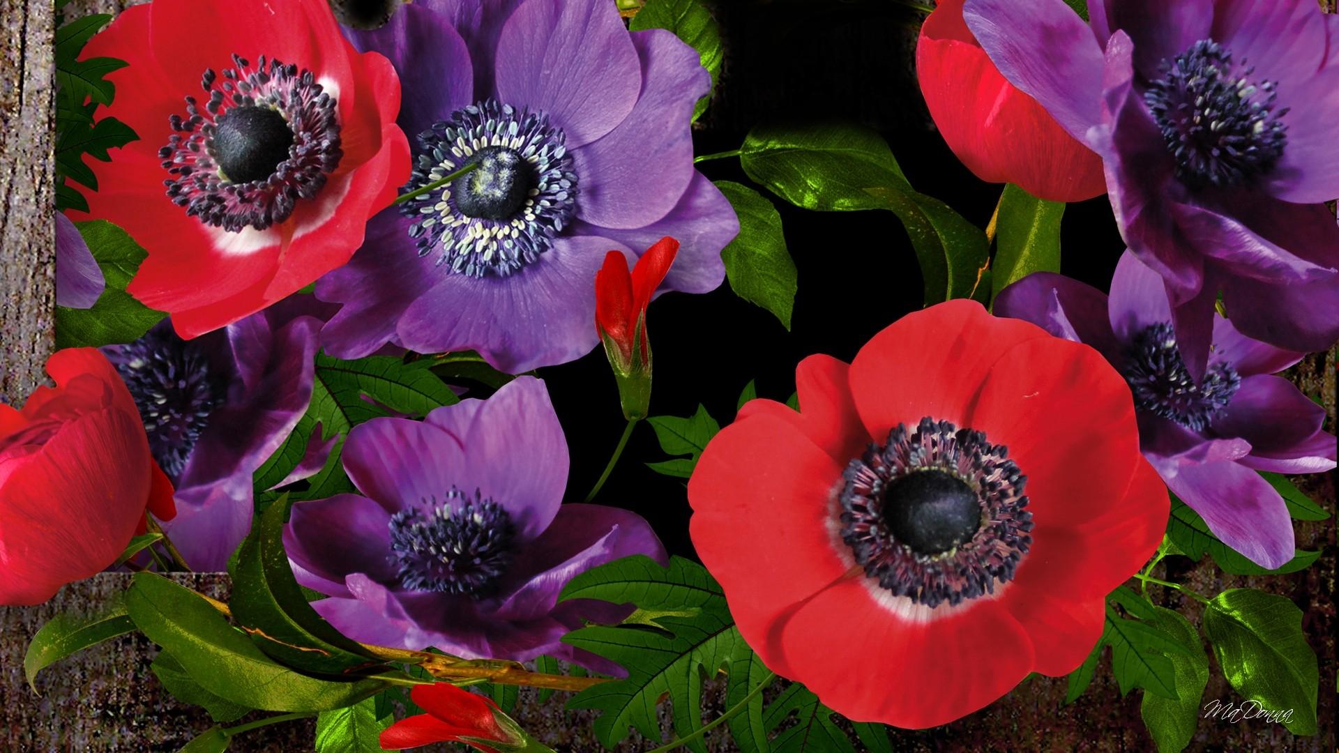 Poppies Flowers Wallpapers - Wallpaper Cave